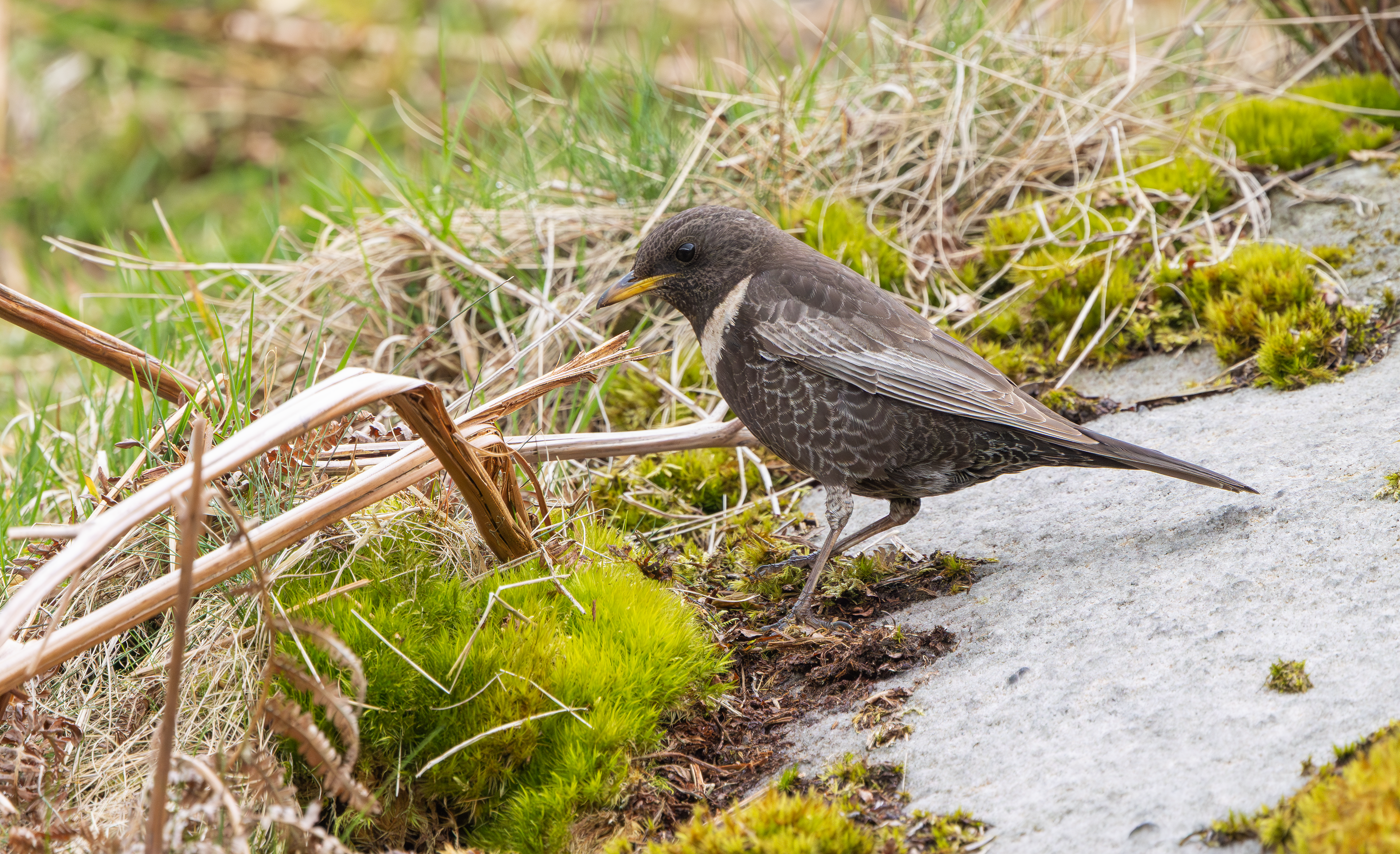 Ring Ouzel, Peak District, South Yorkshire