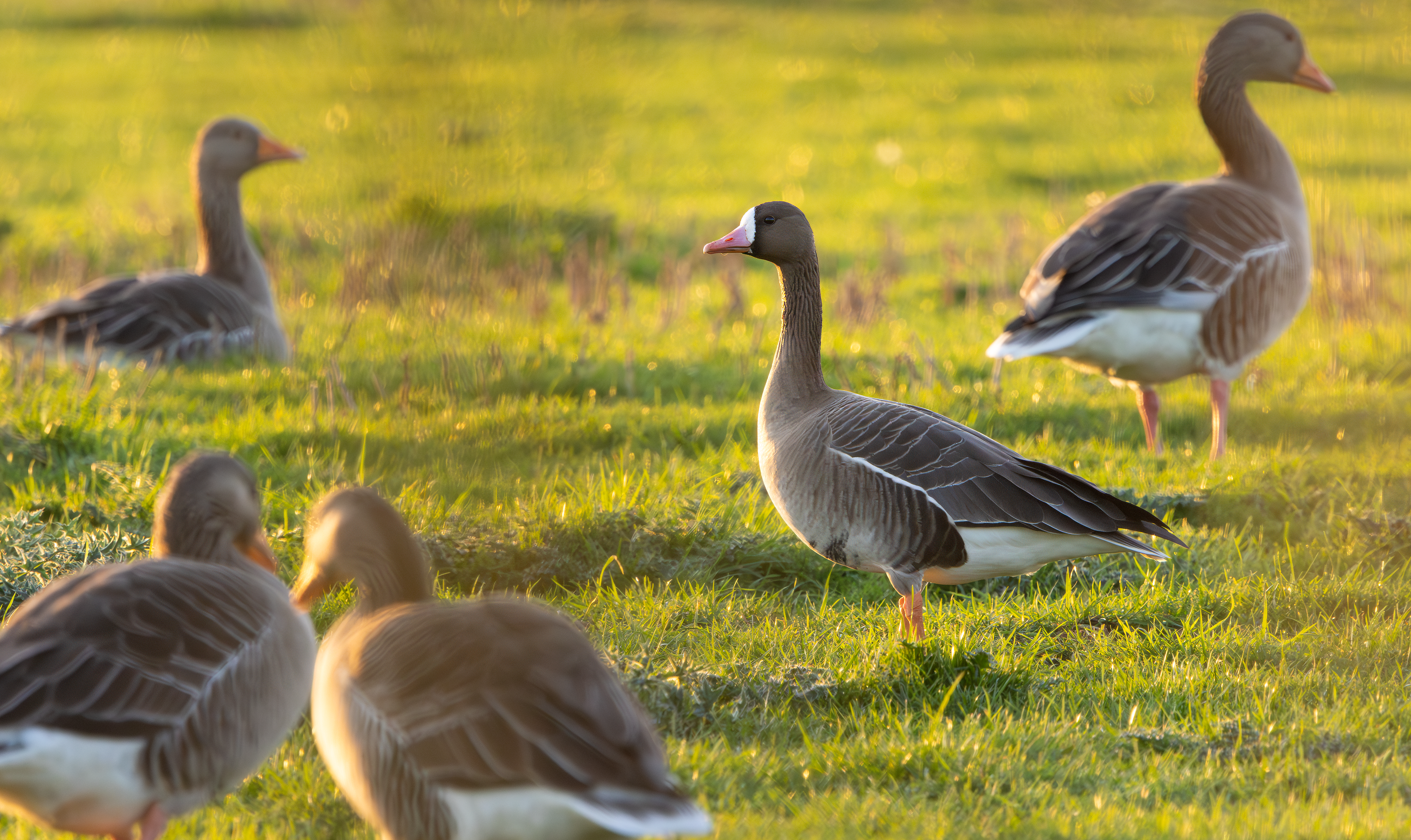 Russian White-fronted Goose, Girton Pits, Nottinghamshire