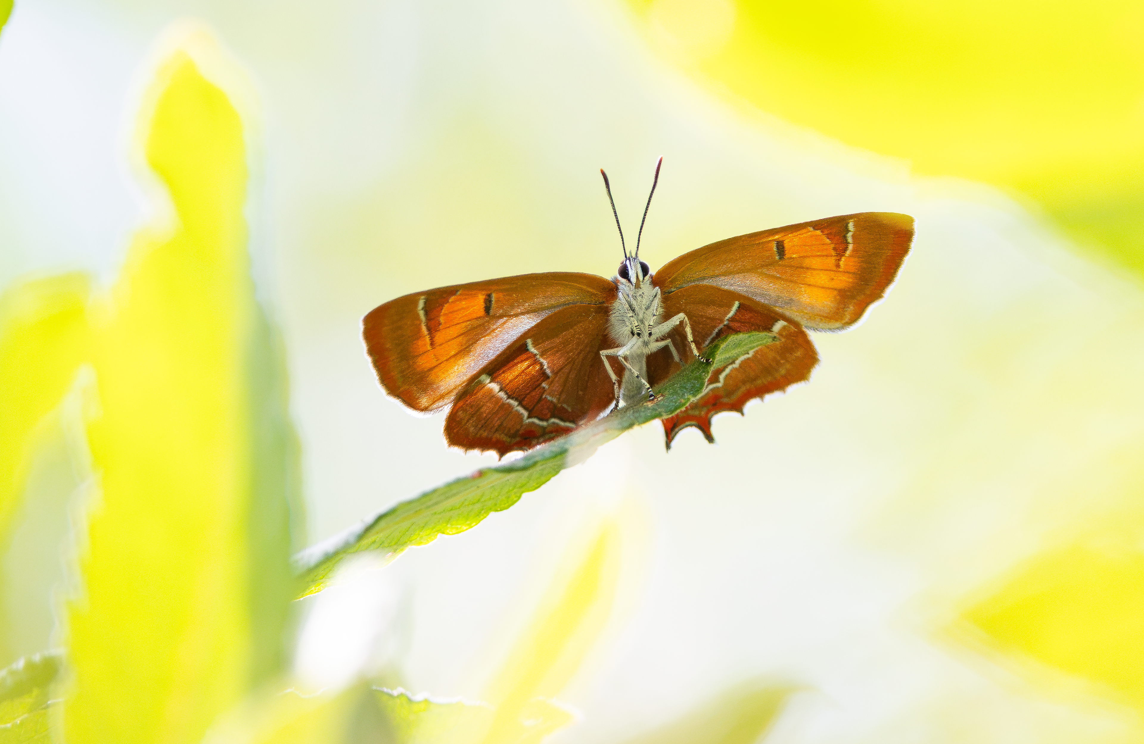 Brown Hairstreak, Otmoor RSPB, Oxfordshire