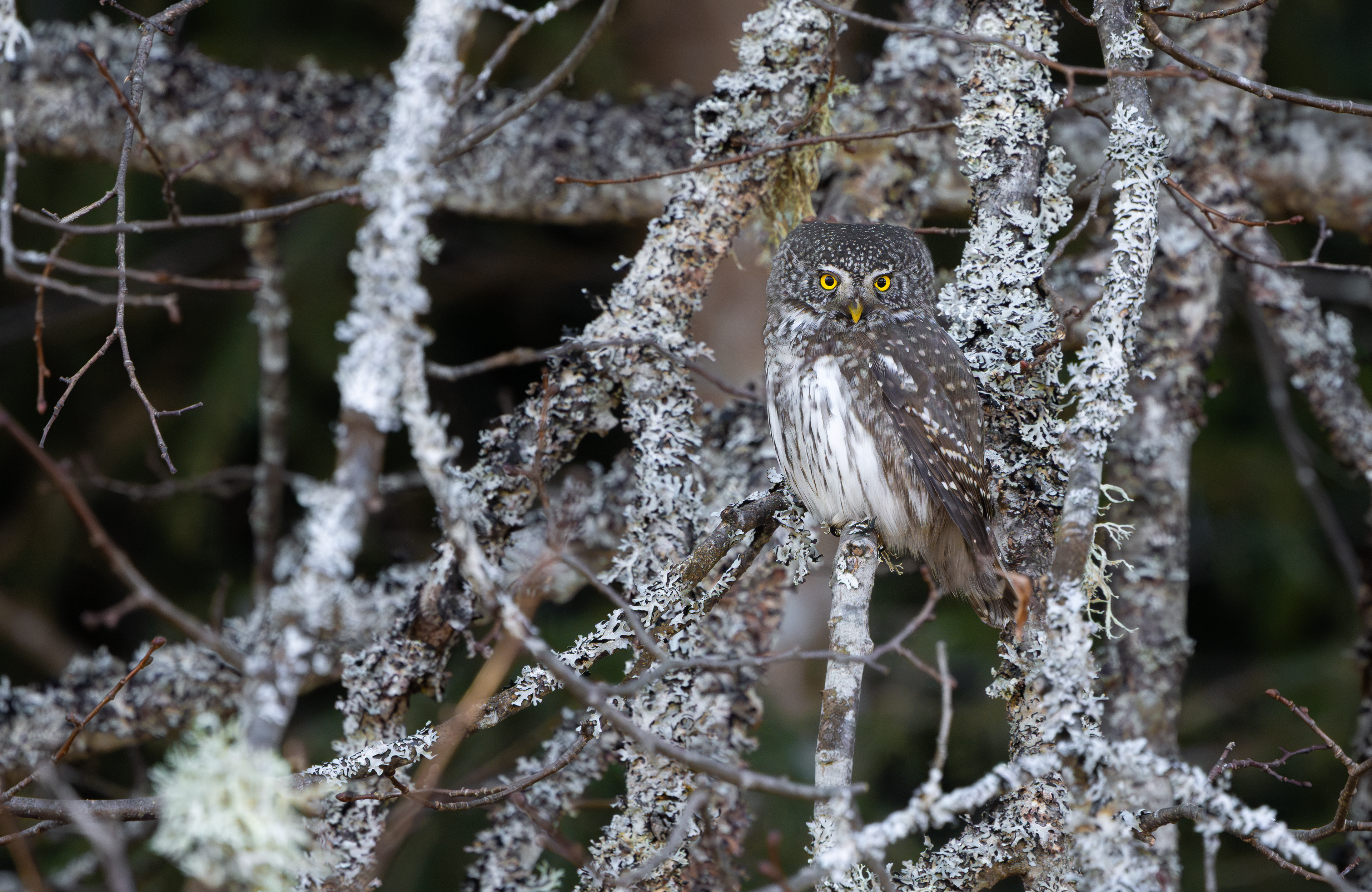 Eurasian Pygmy Owl