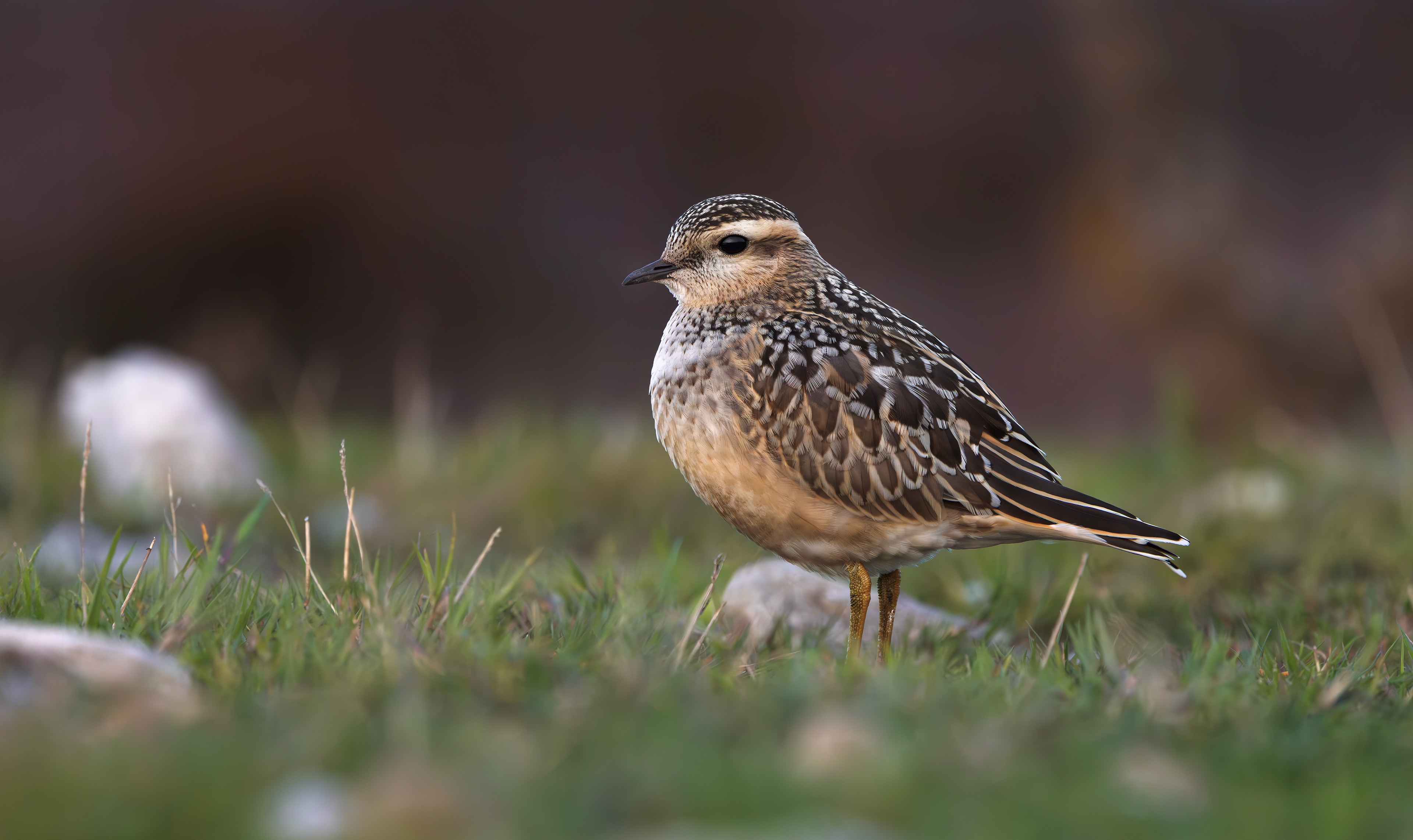 Eurasian Dotterel, Burbage Moor, South Yorkshire