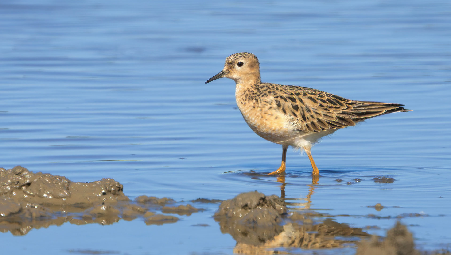 Buff-breasted Sandpiper, Halton Marshes, Lincolnshire