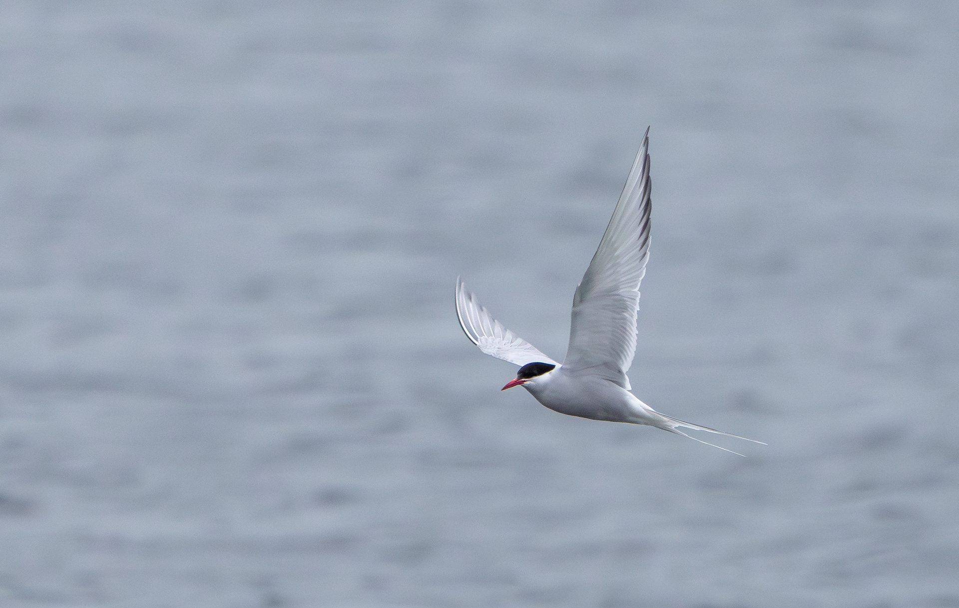 Arctic Tern, Attenborough NR, Nottinghamshire