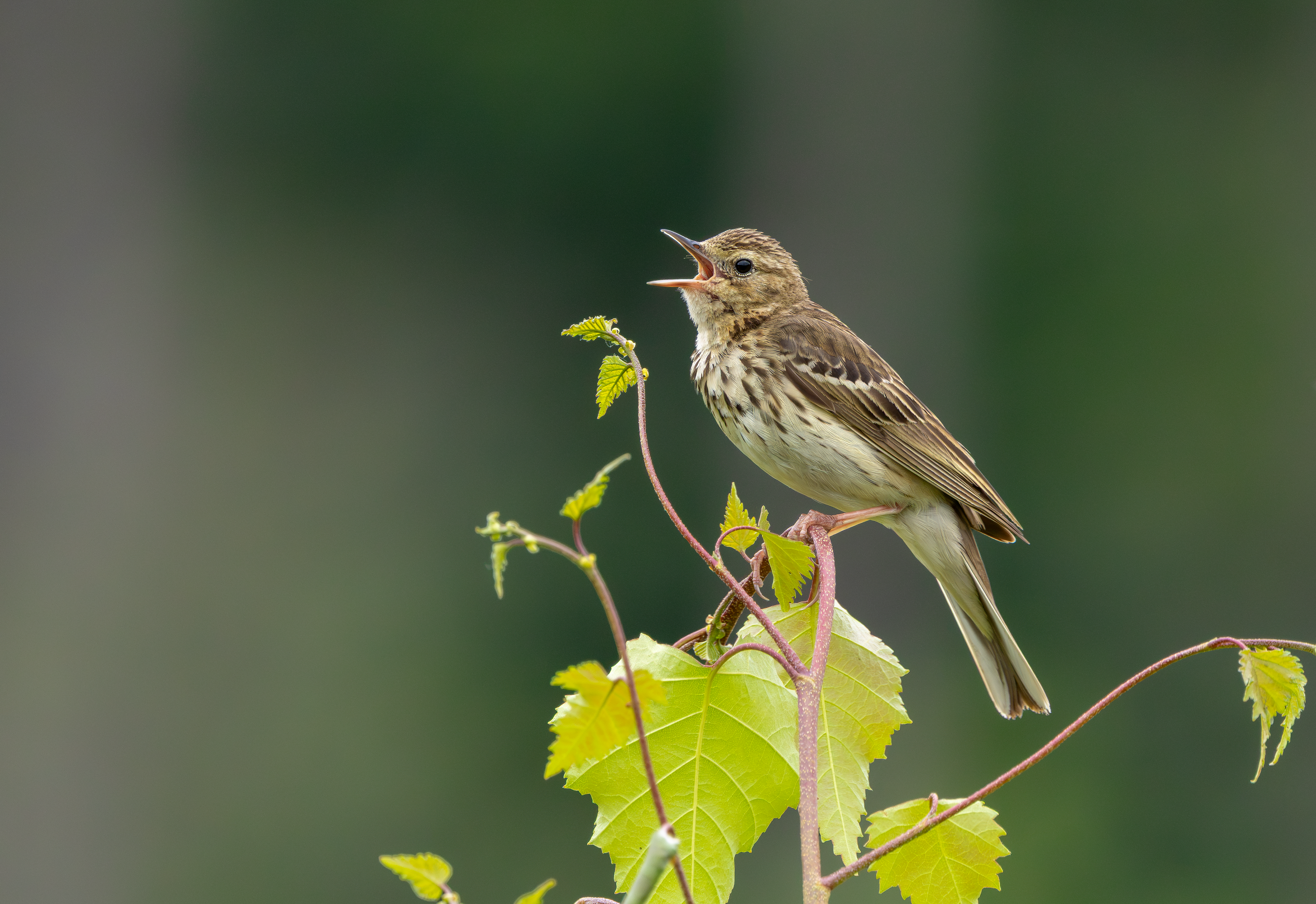 Tree Pipit, Nottinghamshire