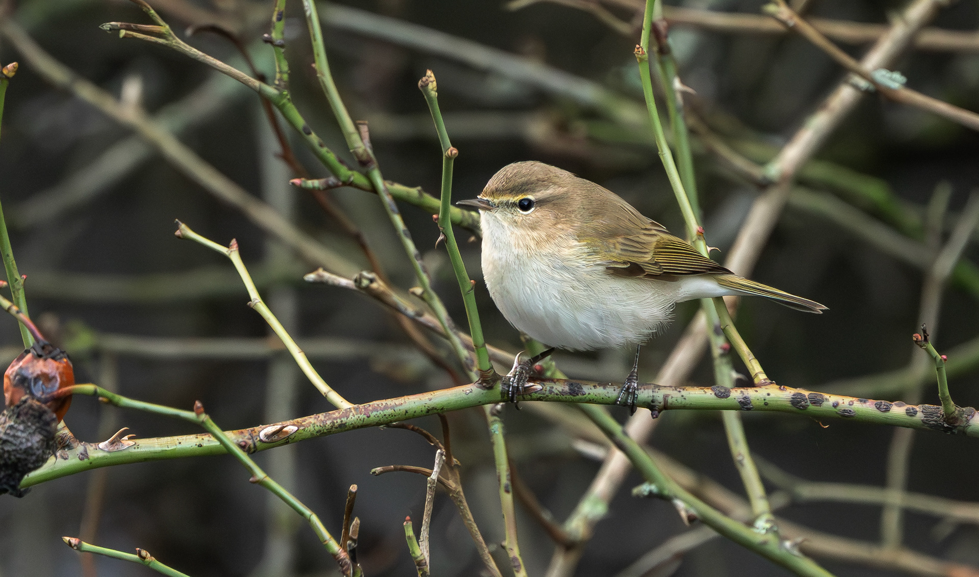 Siberian Chiffchaff, Stoke Bardolph, Nottinghamshire