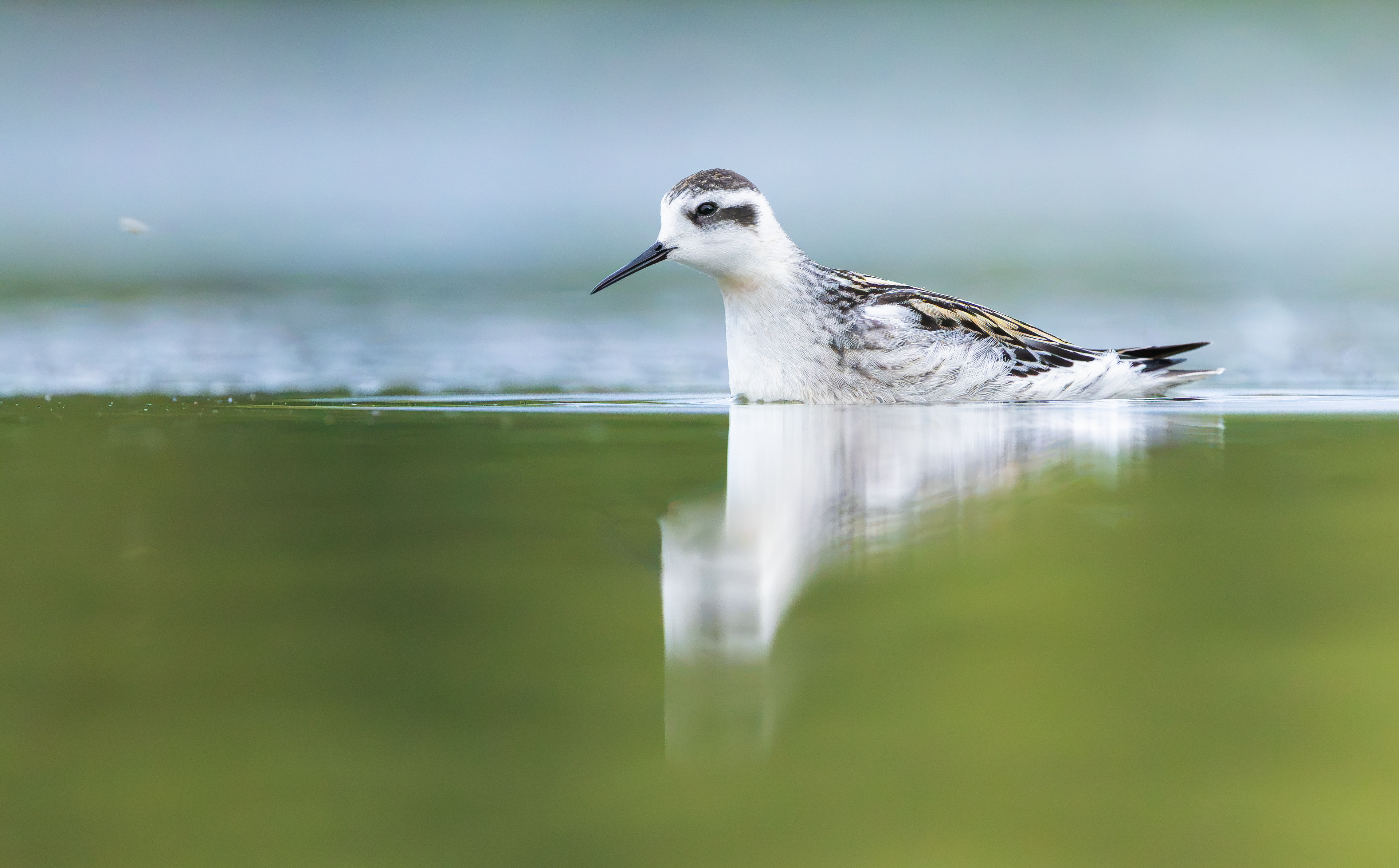 Red-necked Phalarope, Kingsbury Water Park, Warwickshire