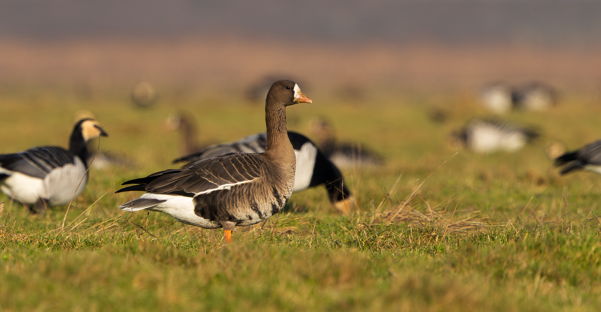 Russian White-fronted and Barnacle Geese, Texel