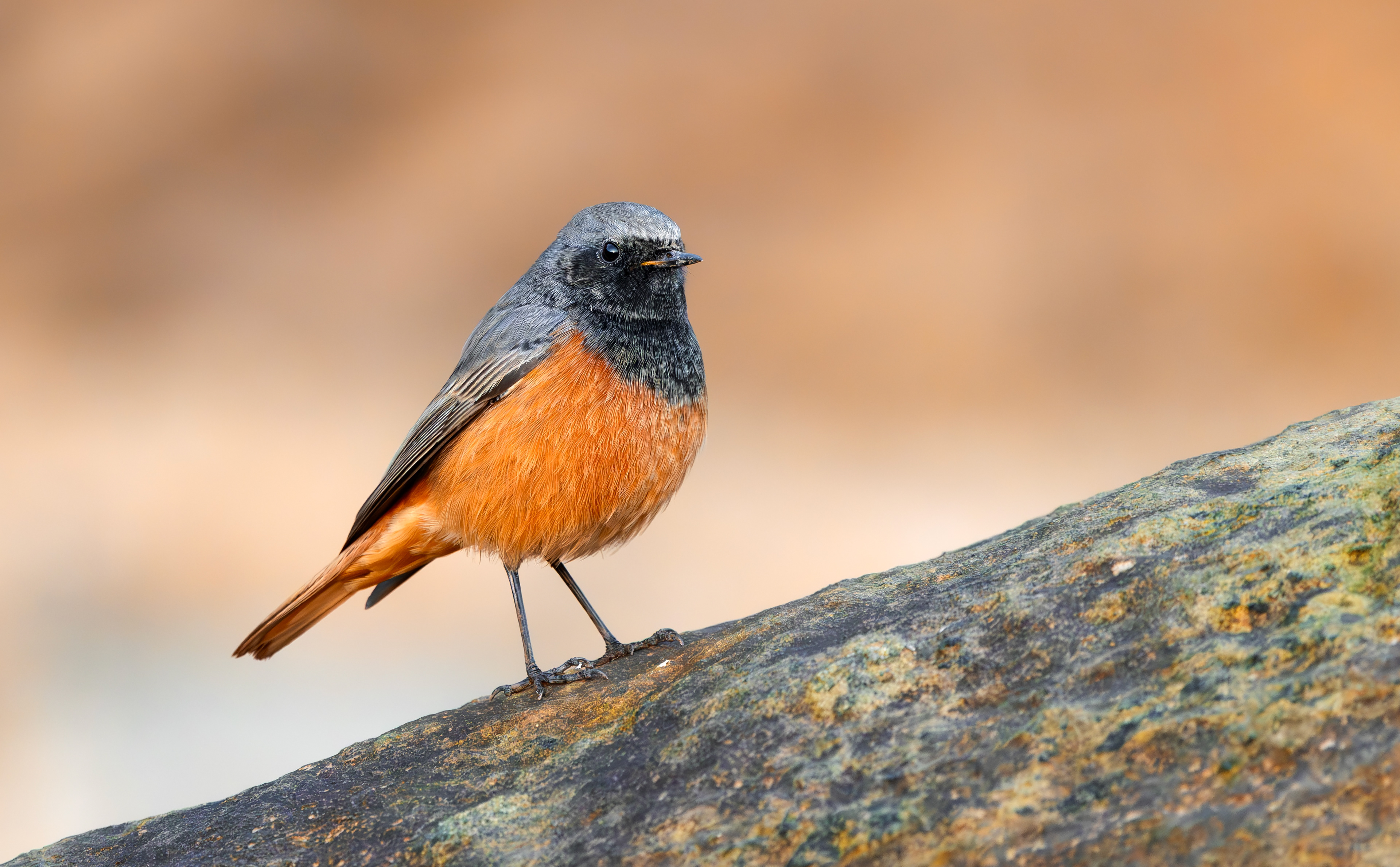 Eastern Black Redstart, Filey Brigg, North Yorkshire