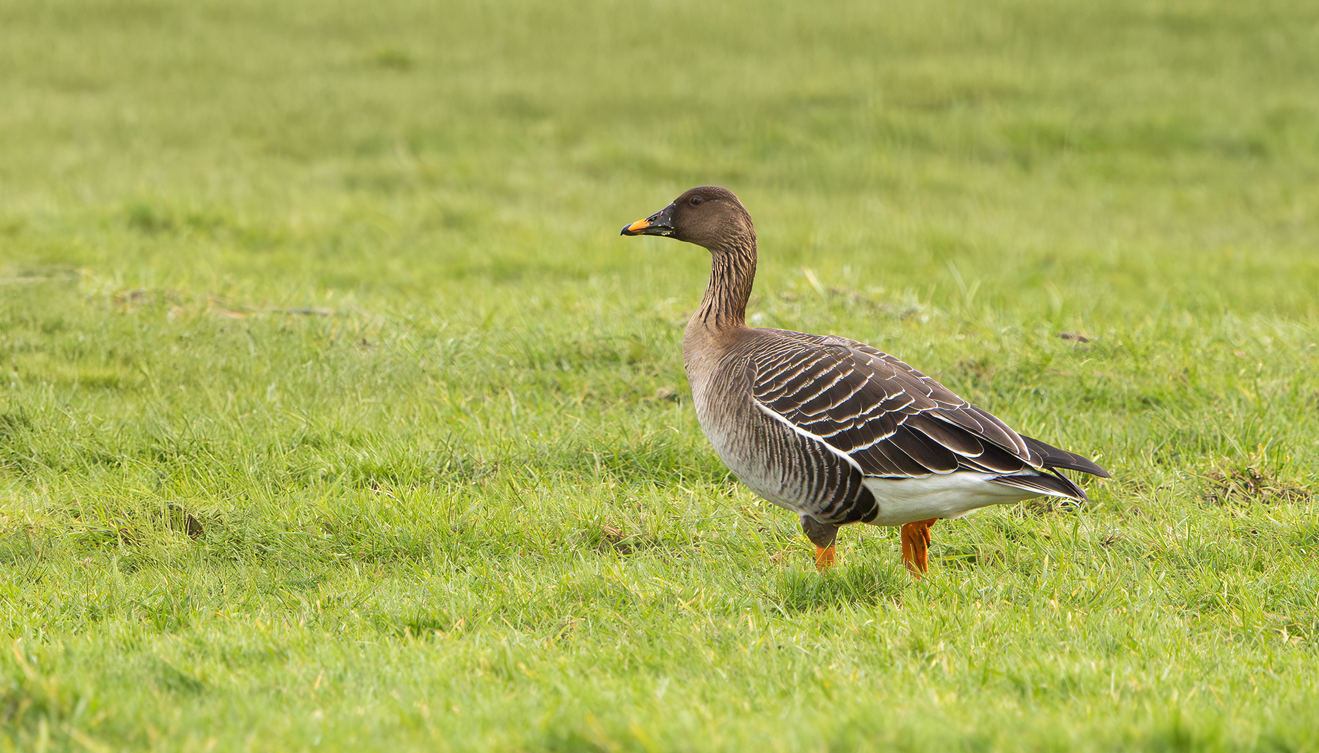 Tundra Bean Goose, Girton Pits, Nottinghamshire