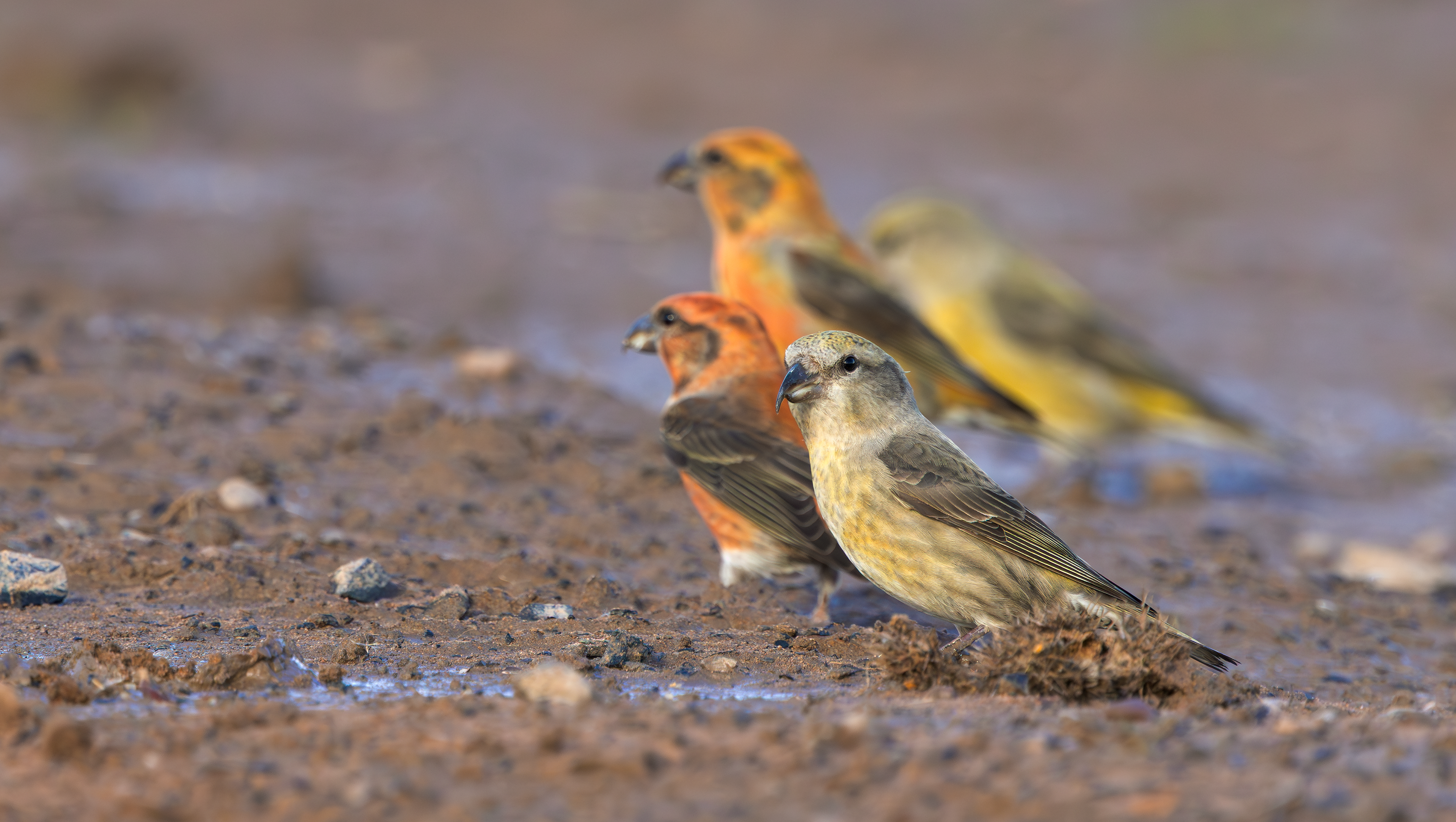 Common Crossbills, Nottinghamshire