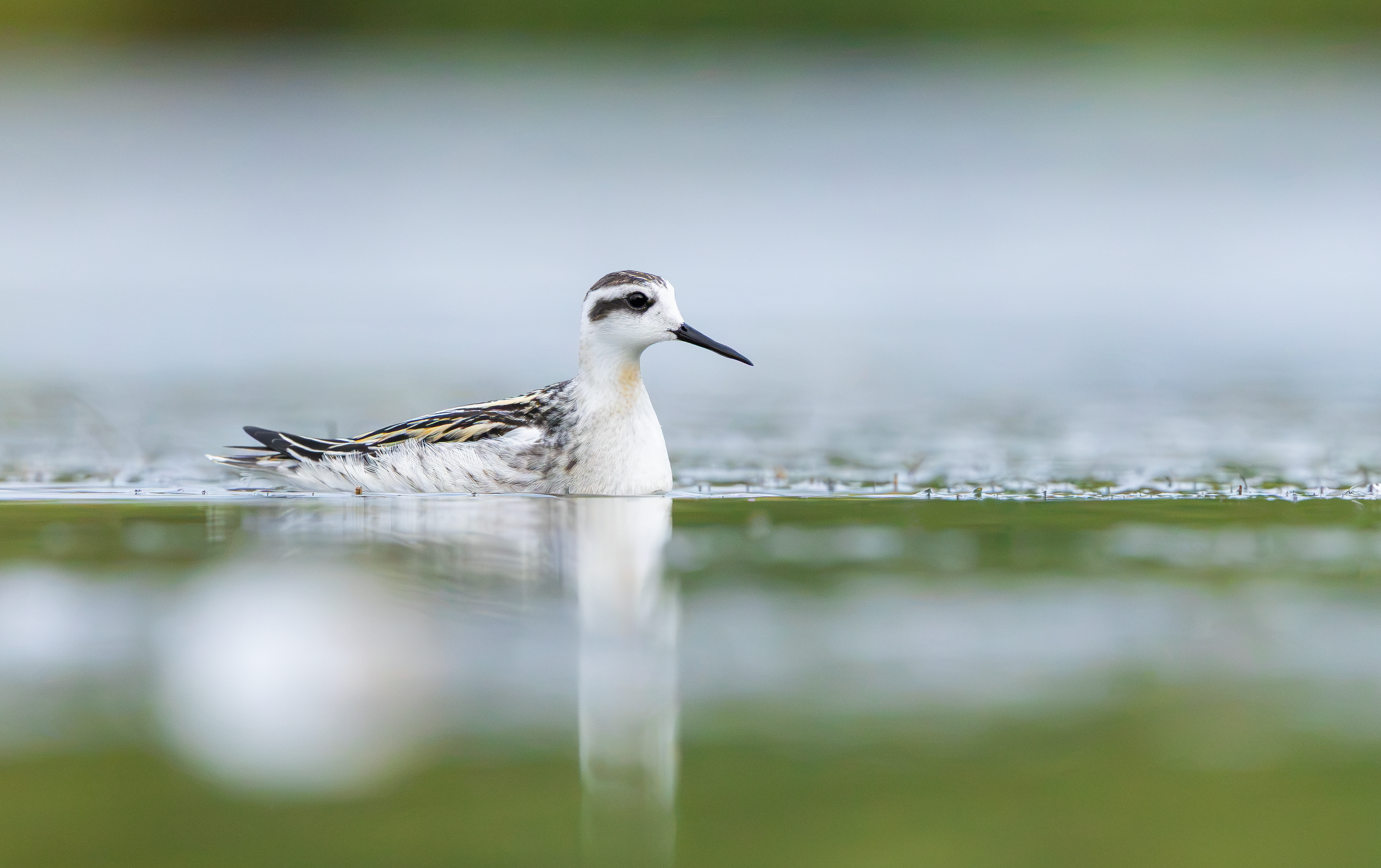 Red-necked Phalarope, Kingsbury Water Park, Warwickshire