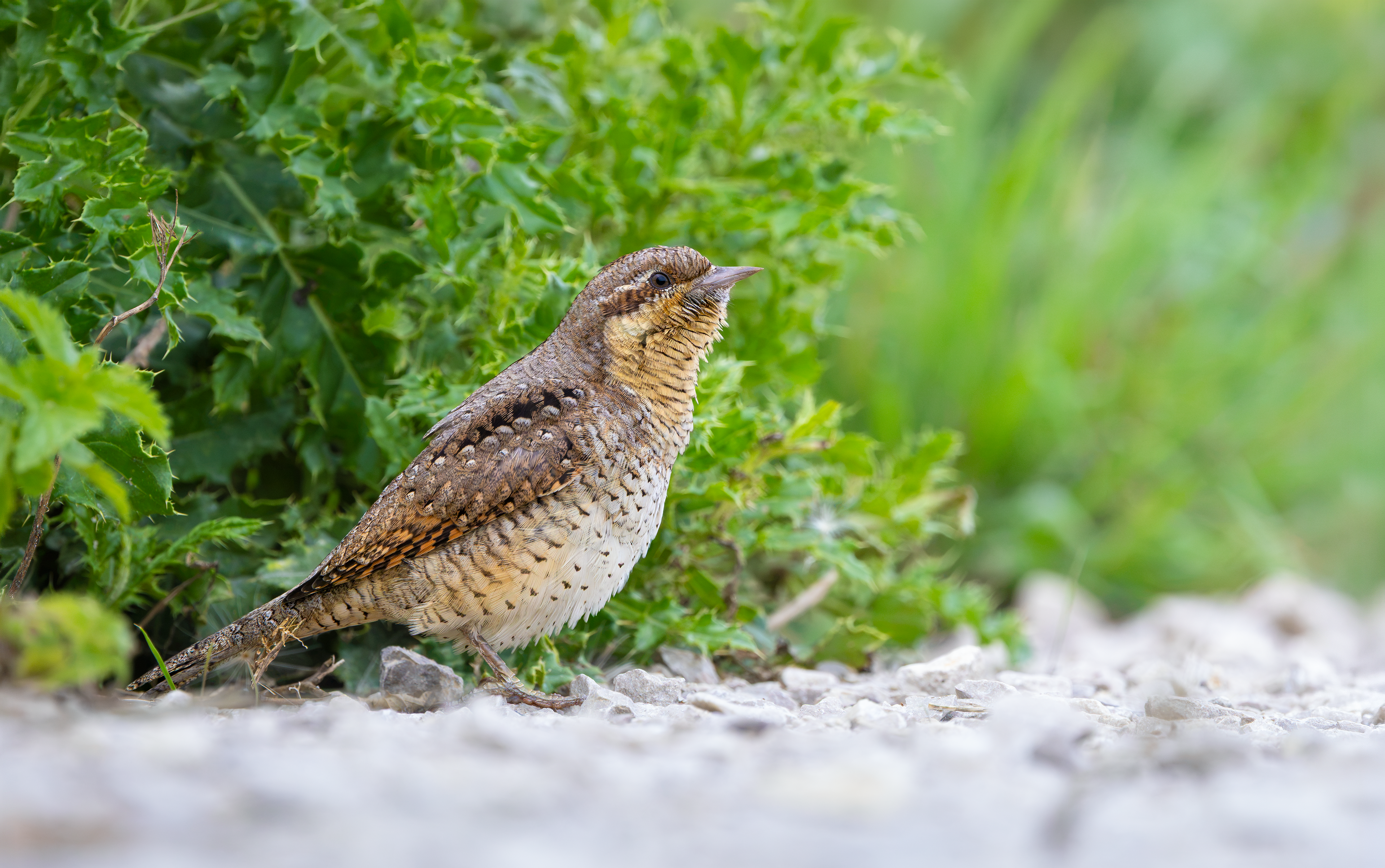 Wryneck, Freiston Shore RSPB, Lincolnshire