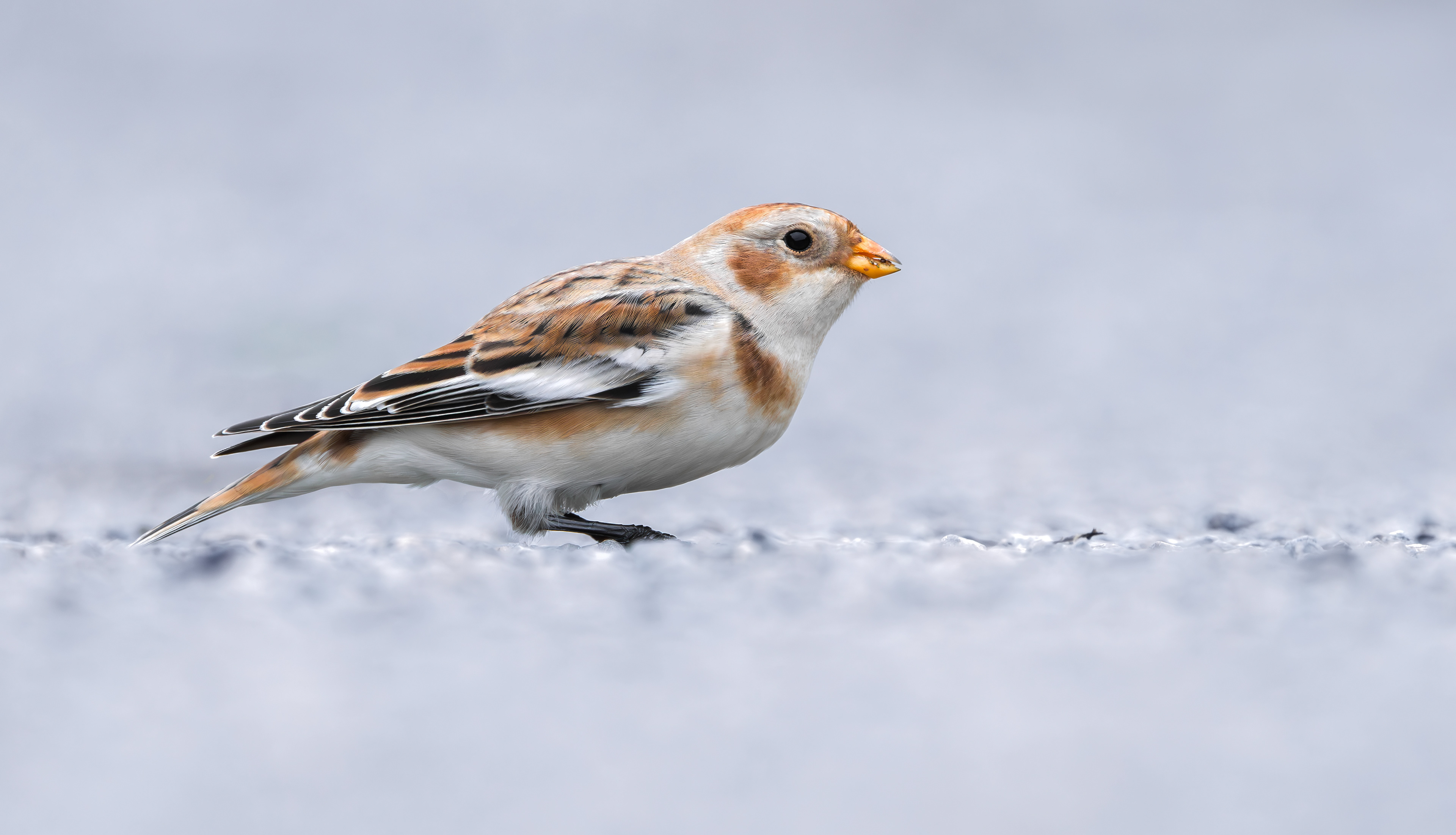 Snow Bunting, Beacon Hill, Leicestershire
