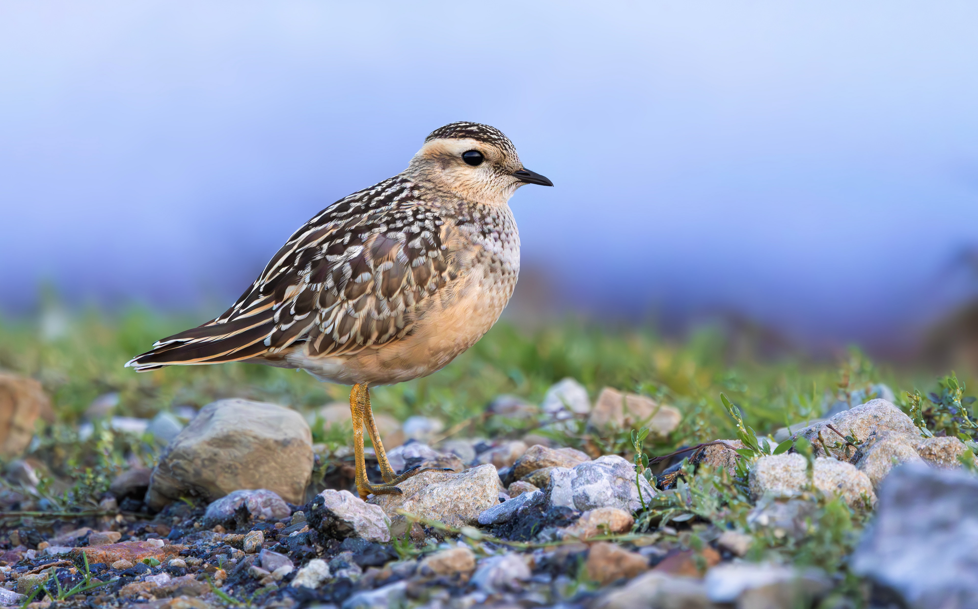 Eurasian Dotterel, Burbage Moor, South Yorkshire