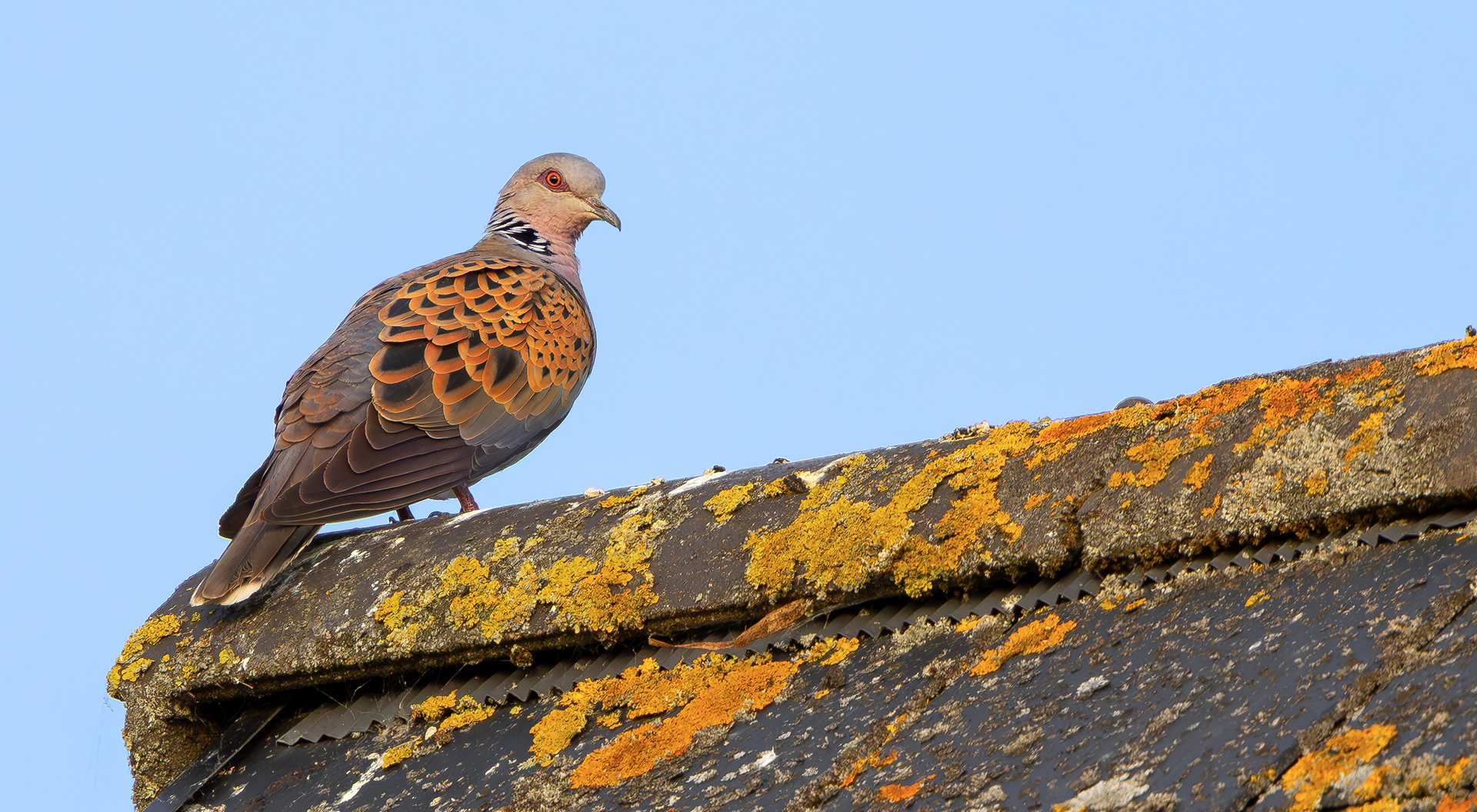 European Turtle Dove, Bedfordshire