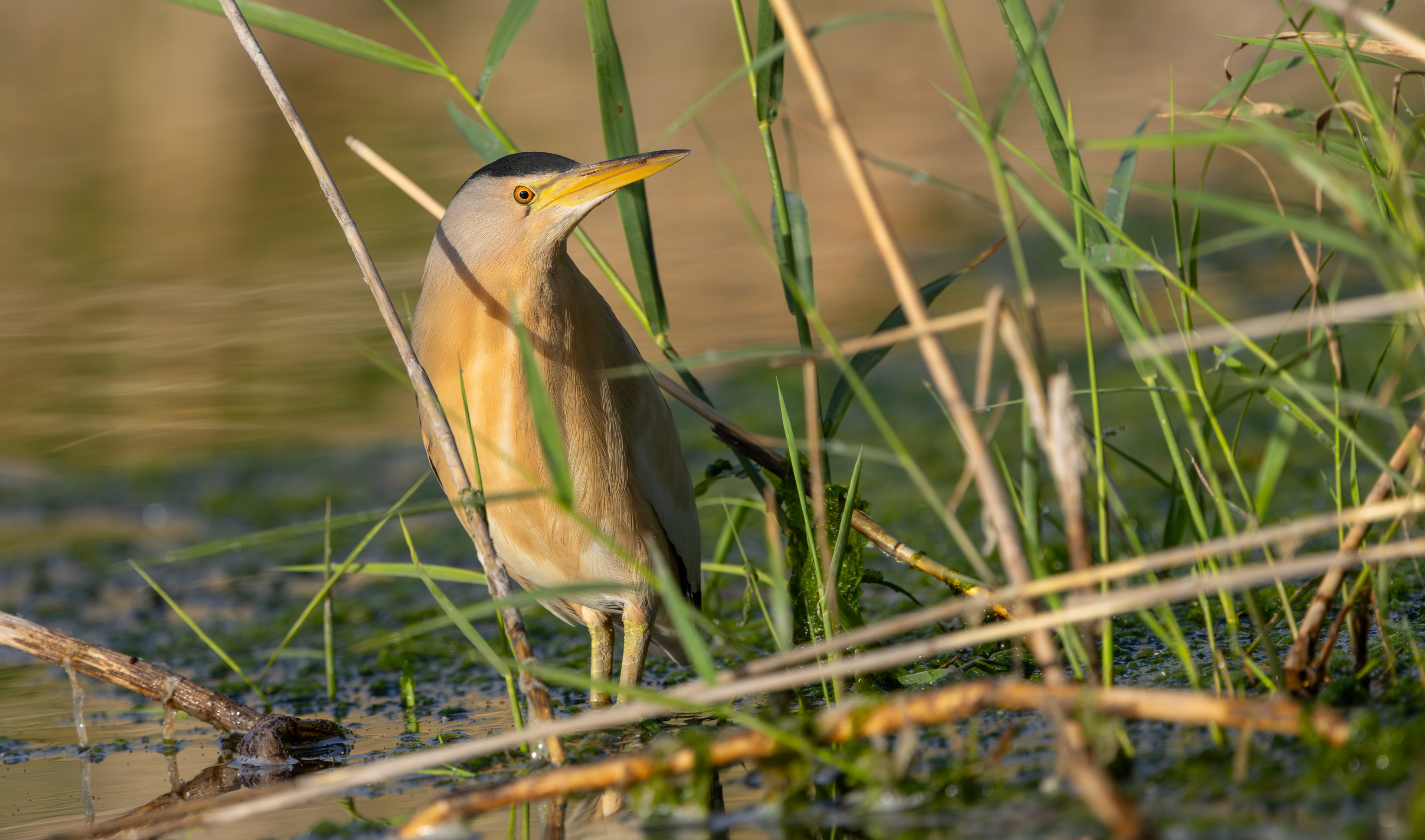 Little Bittern