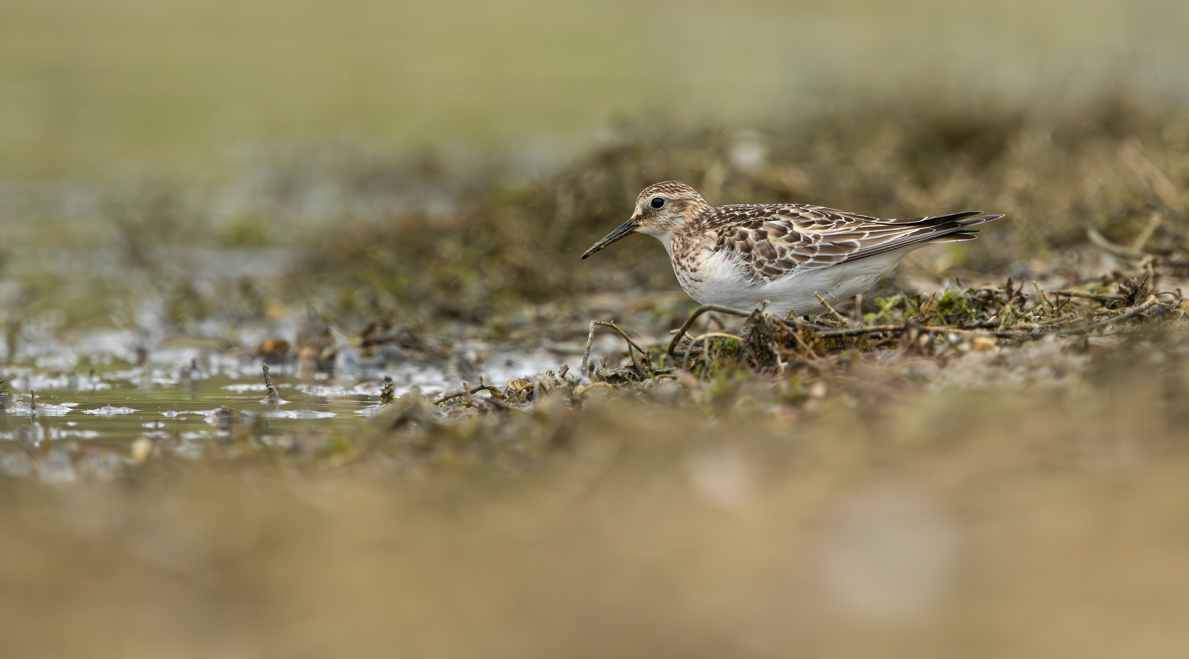 Baird's Sandpiper, Rutland Water, Leicestershire & Rutland