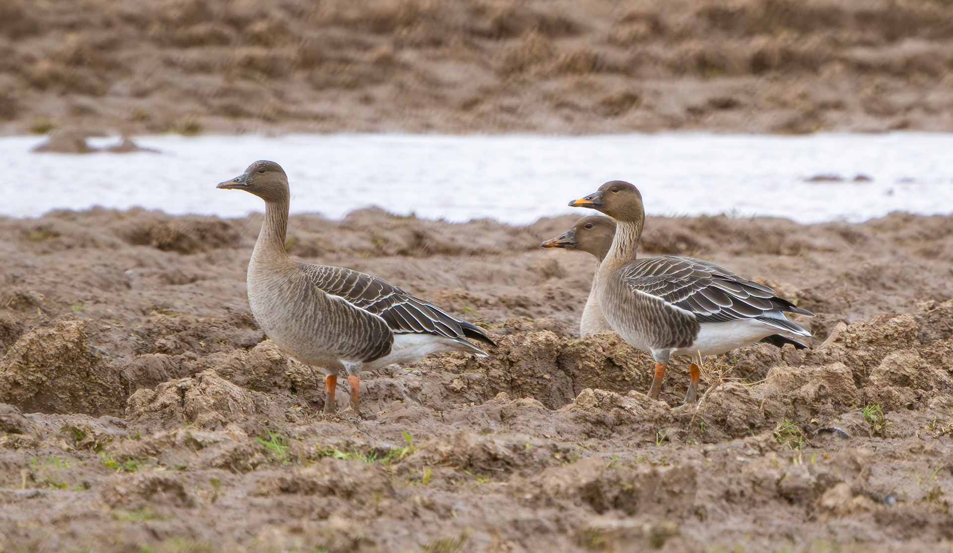 Tundra Bean Geese, Frampton Marsh RSPB, Lincolnshire