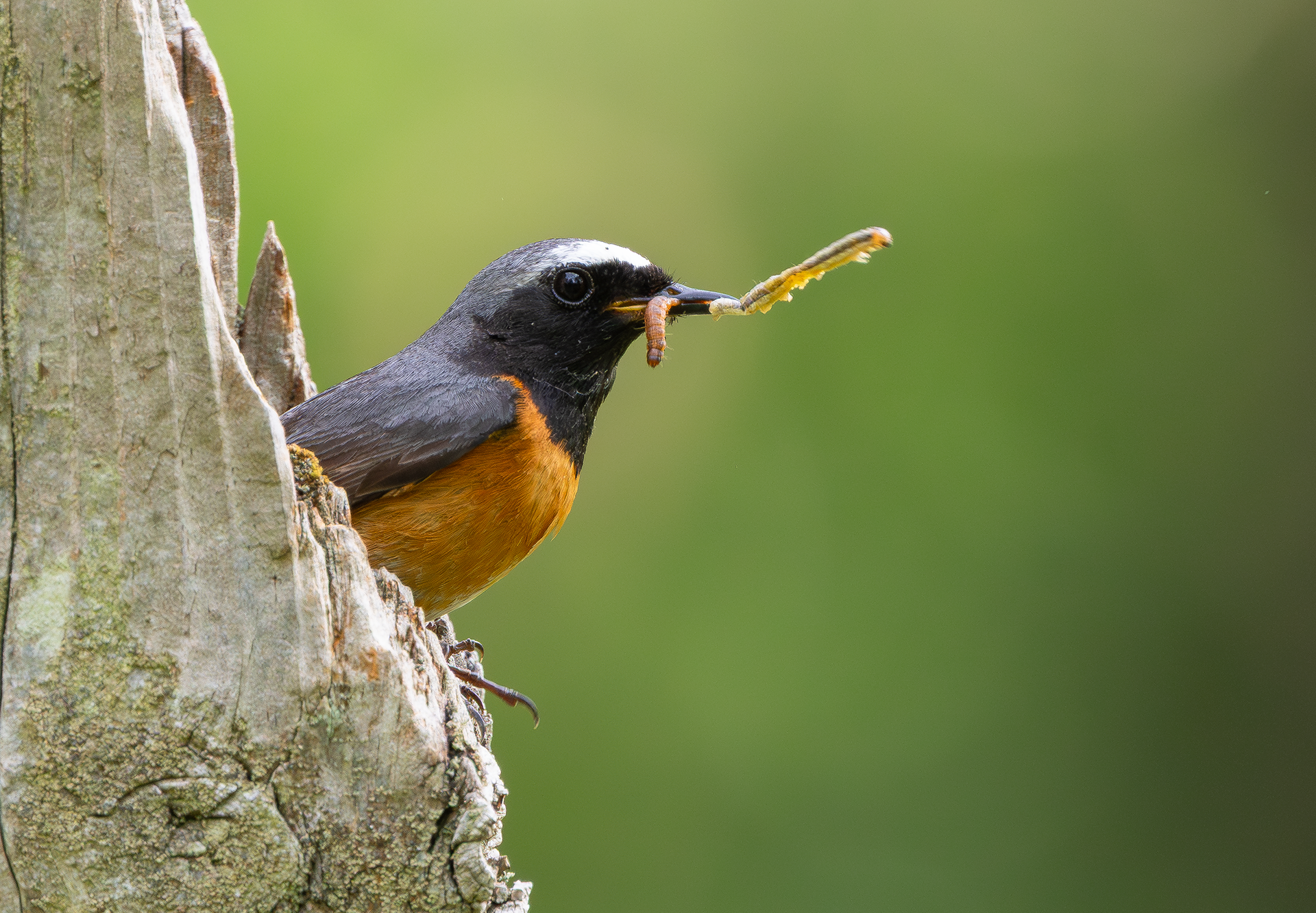Common Redstart, Wyre Forest, Worcestershire