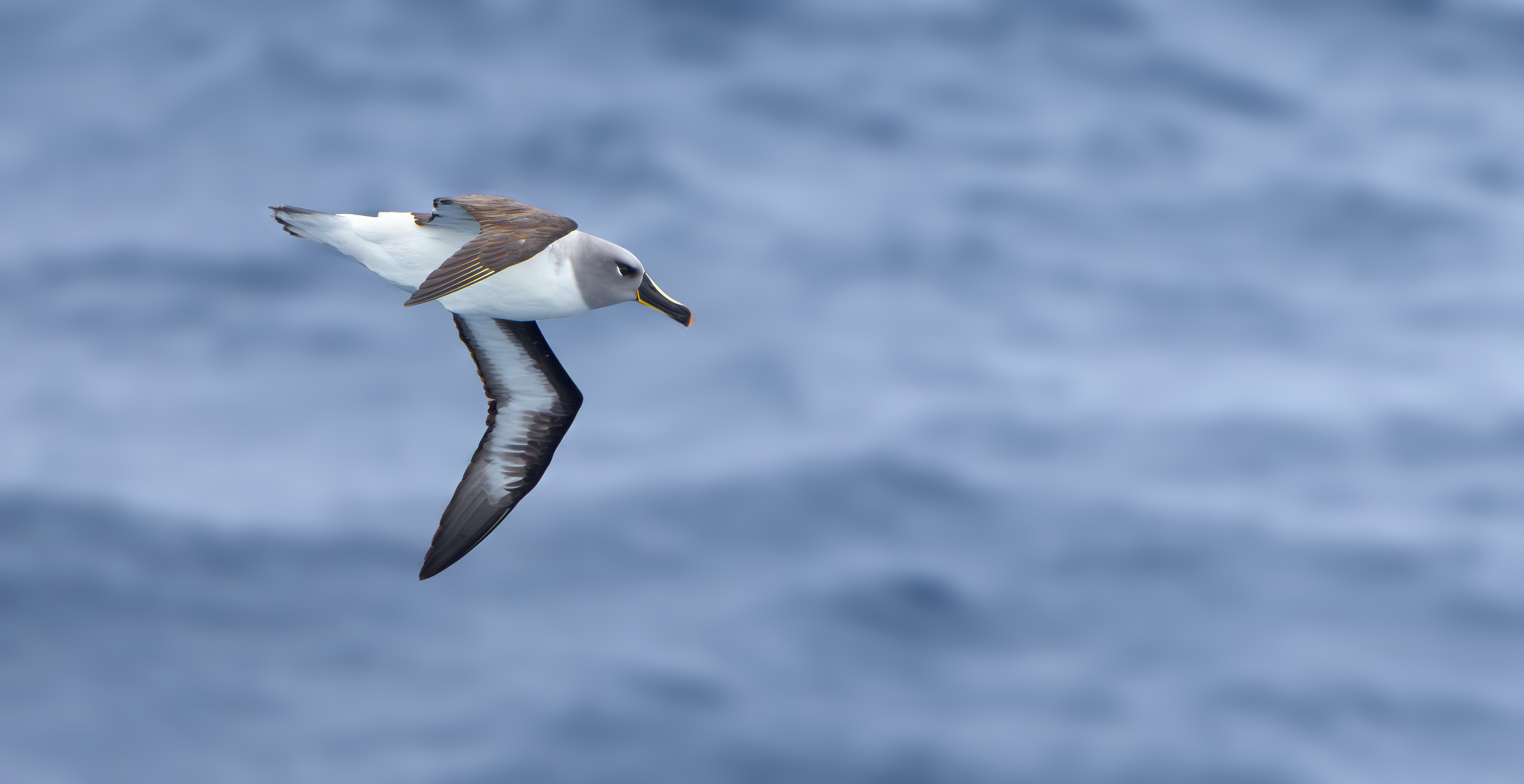 Grey-headed Albatross