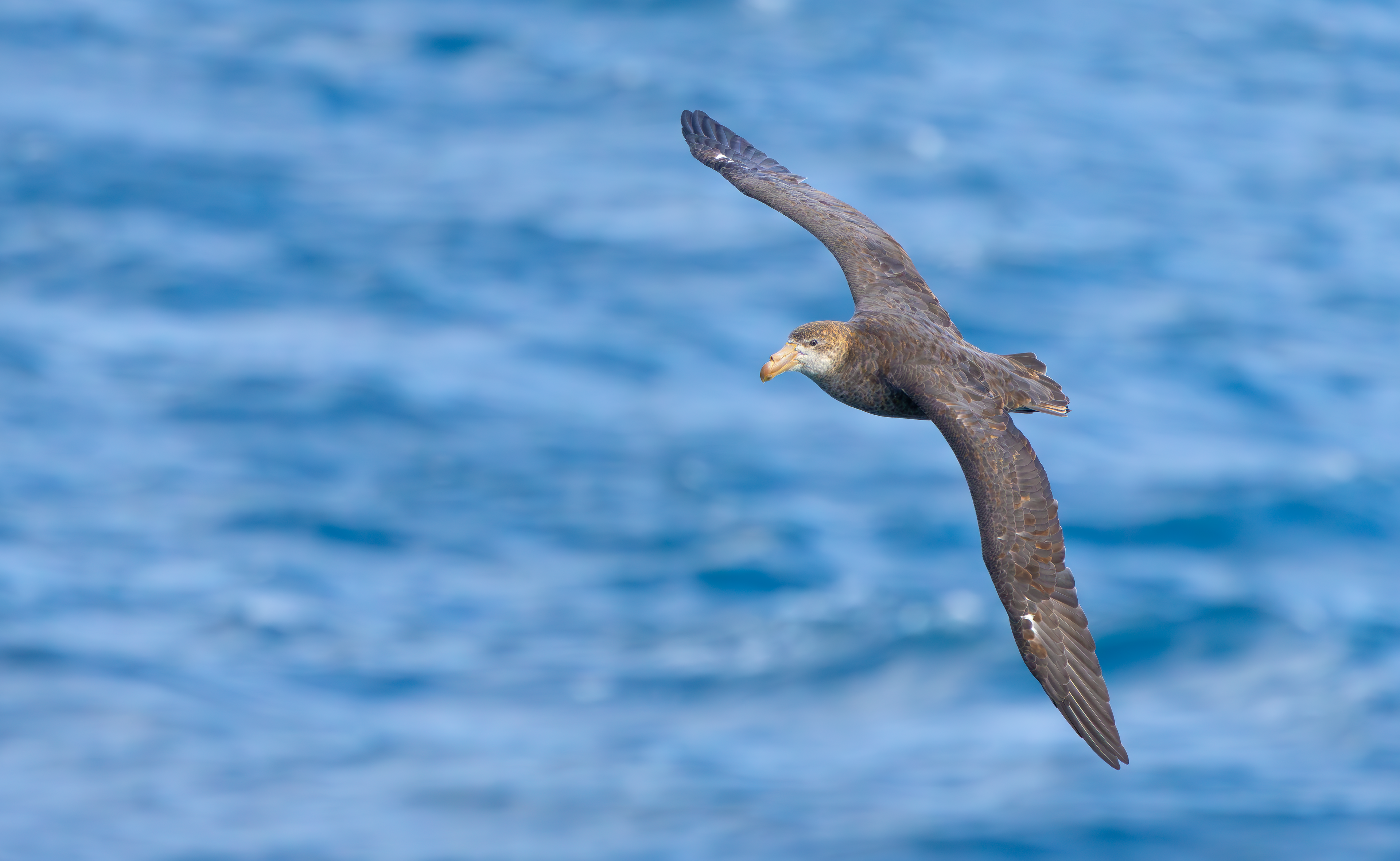 Northern Giant Petrel