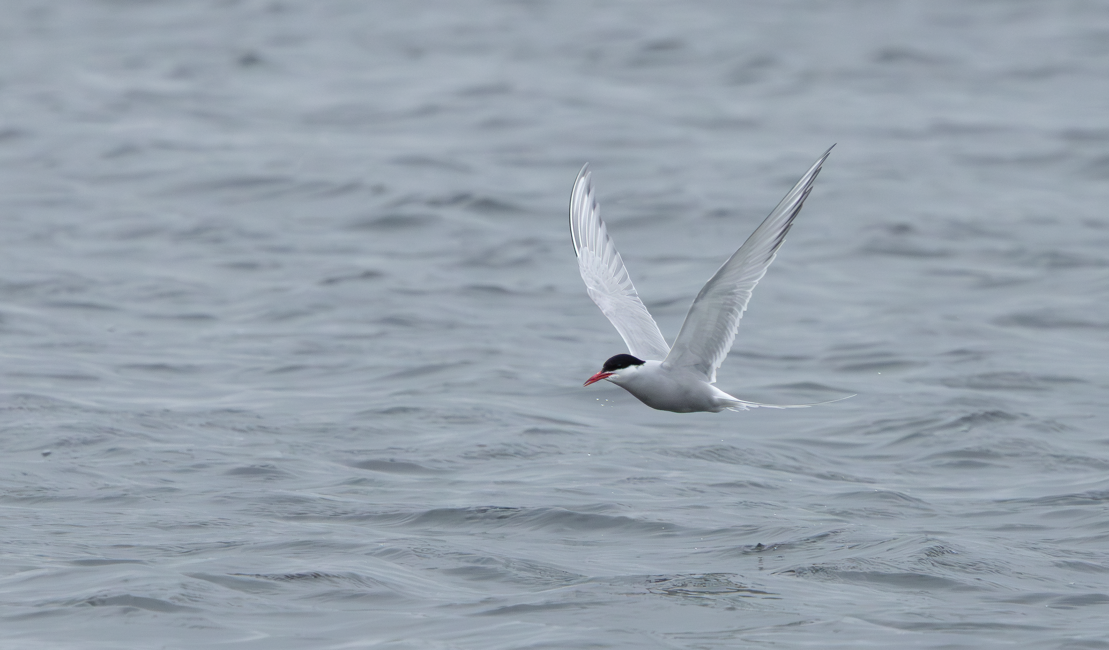 Arctic Tern, Attenborough NR, Nottinghamshire