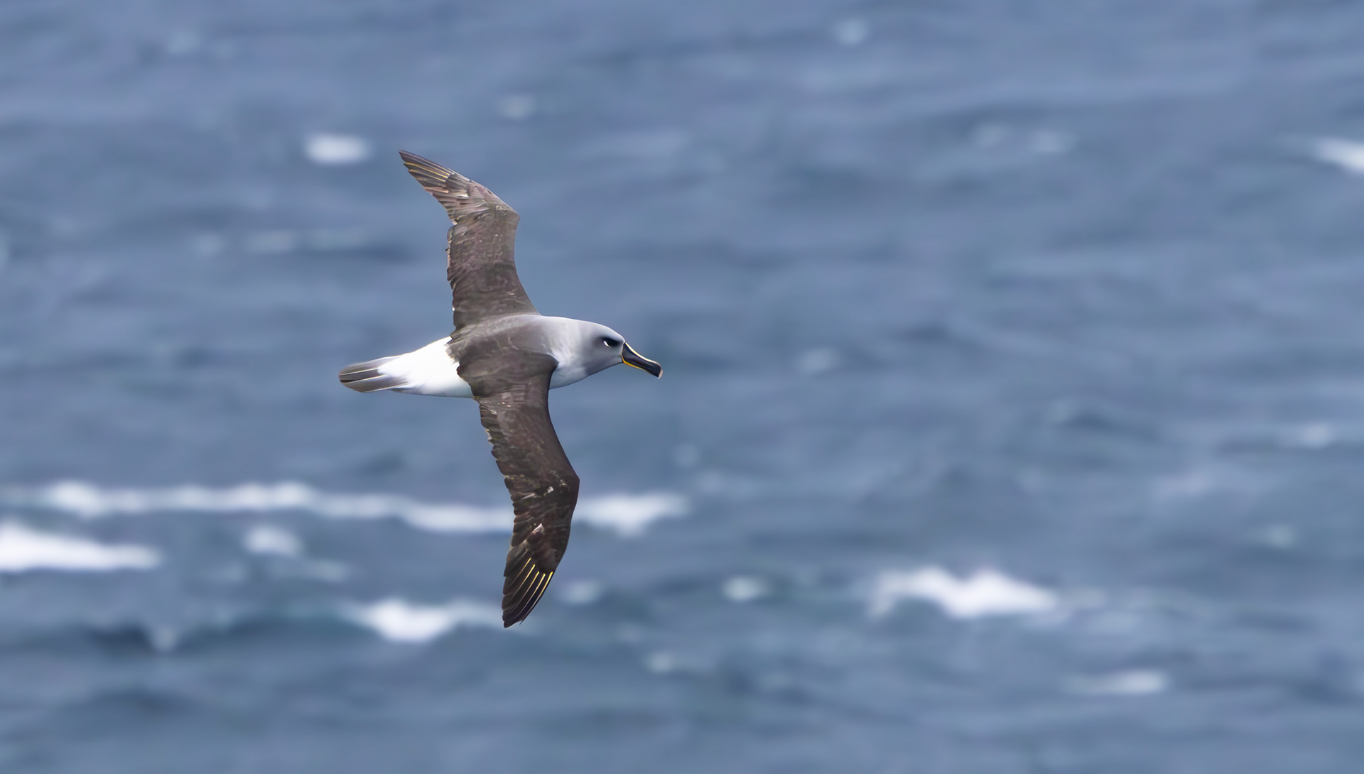 Grey-headed Albatross