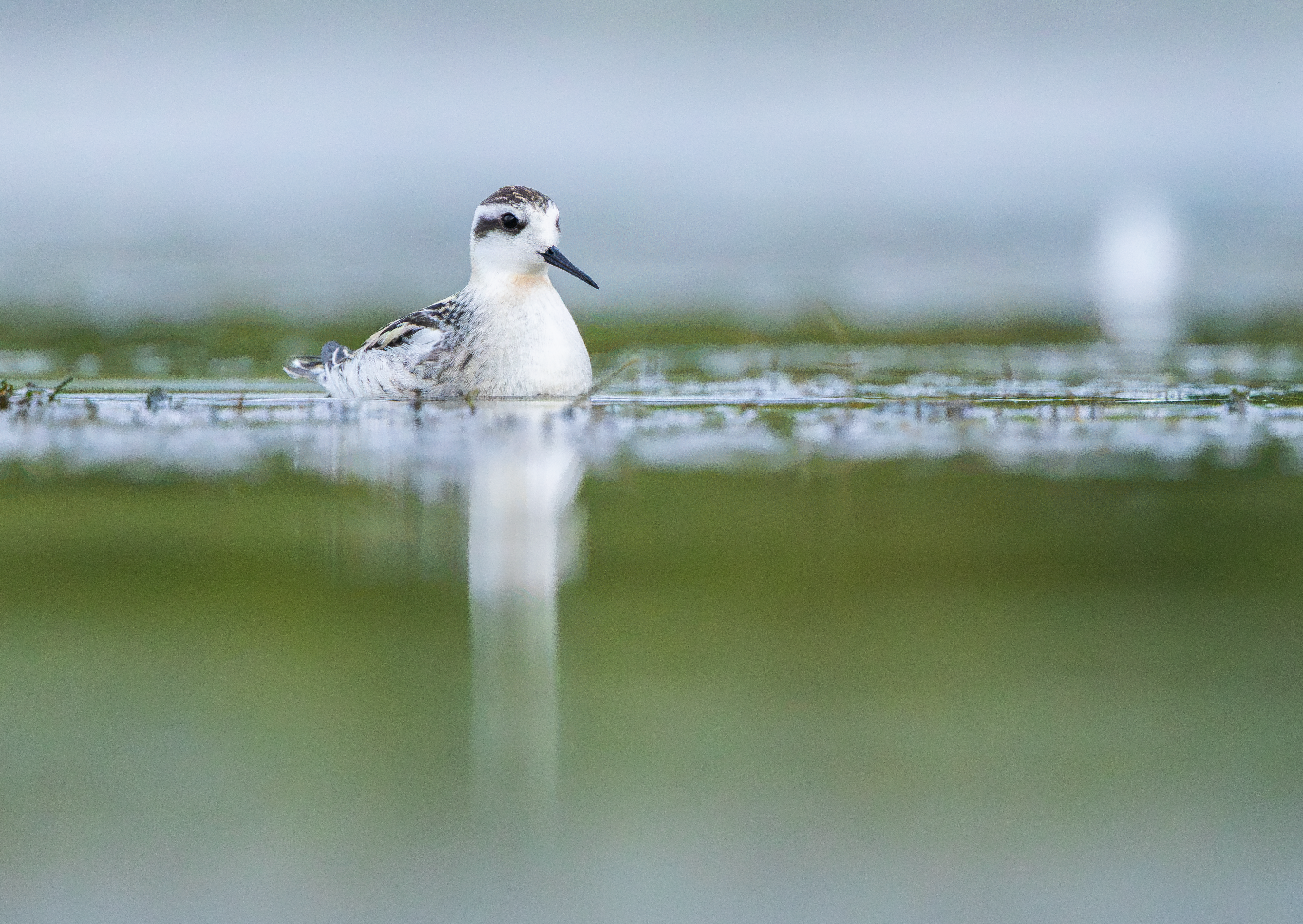Red-necked Phalarope, Kingsbury Water Park, Warwickshire