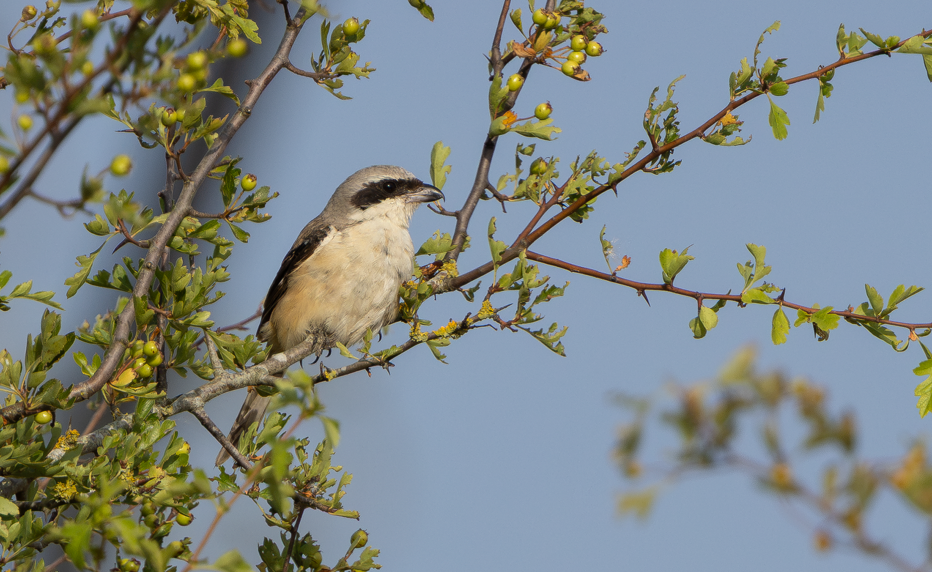 Long-tailed Shrike, Eastleach Martin, Gloucestershire