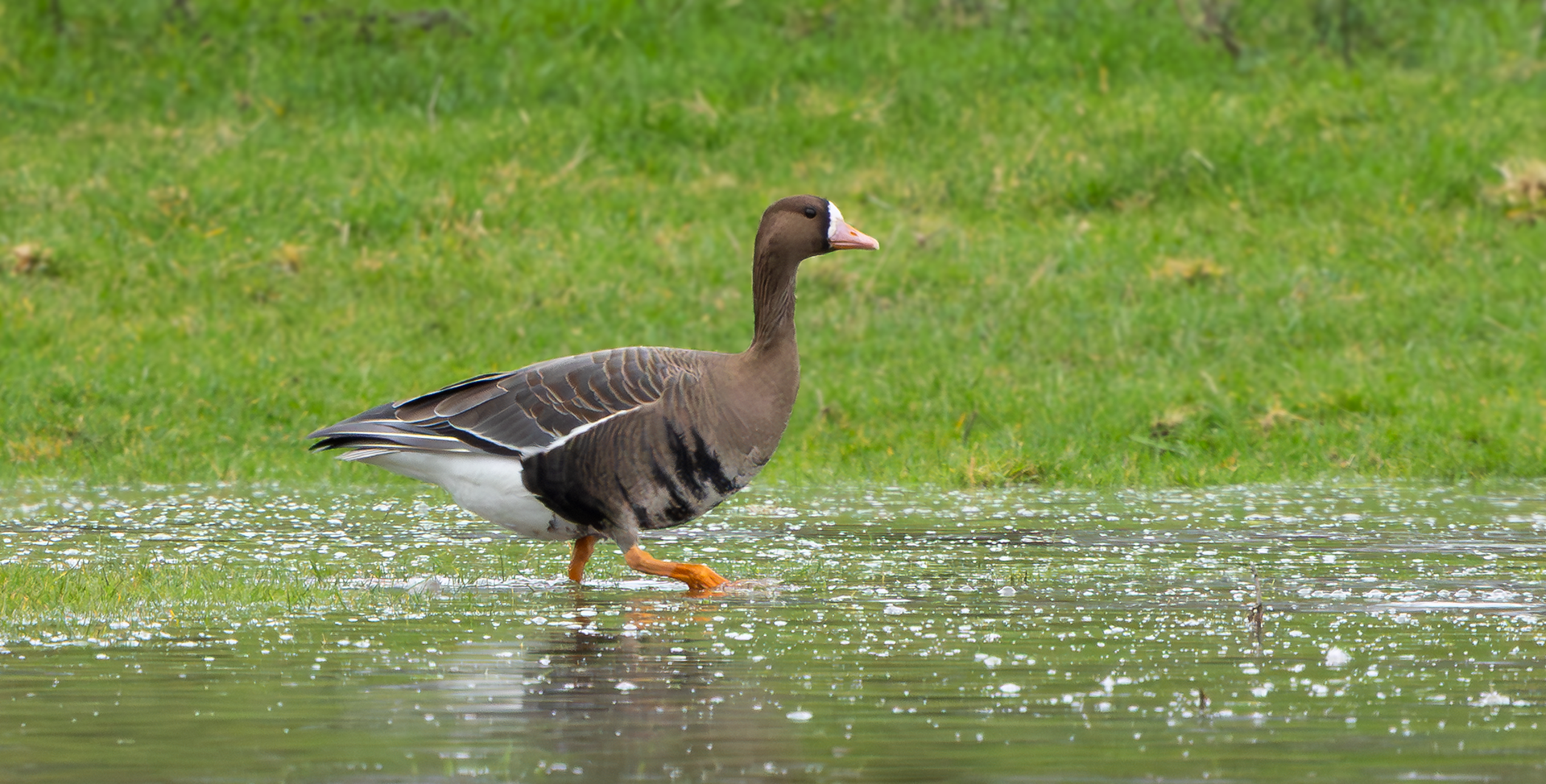 Russian White-fronted Goose, Hoveringham, Nottinghamshire
