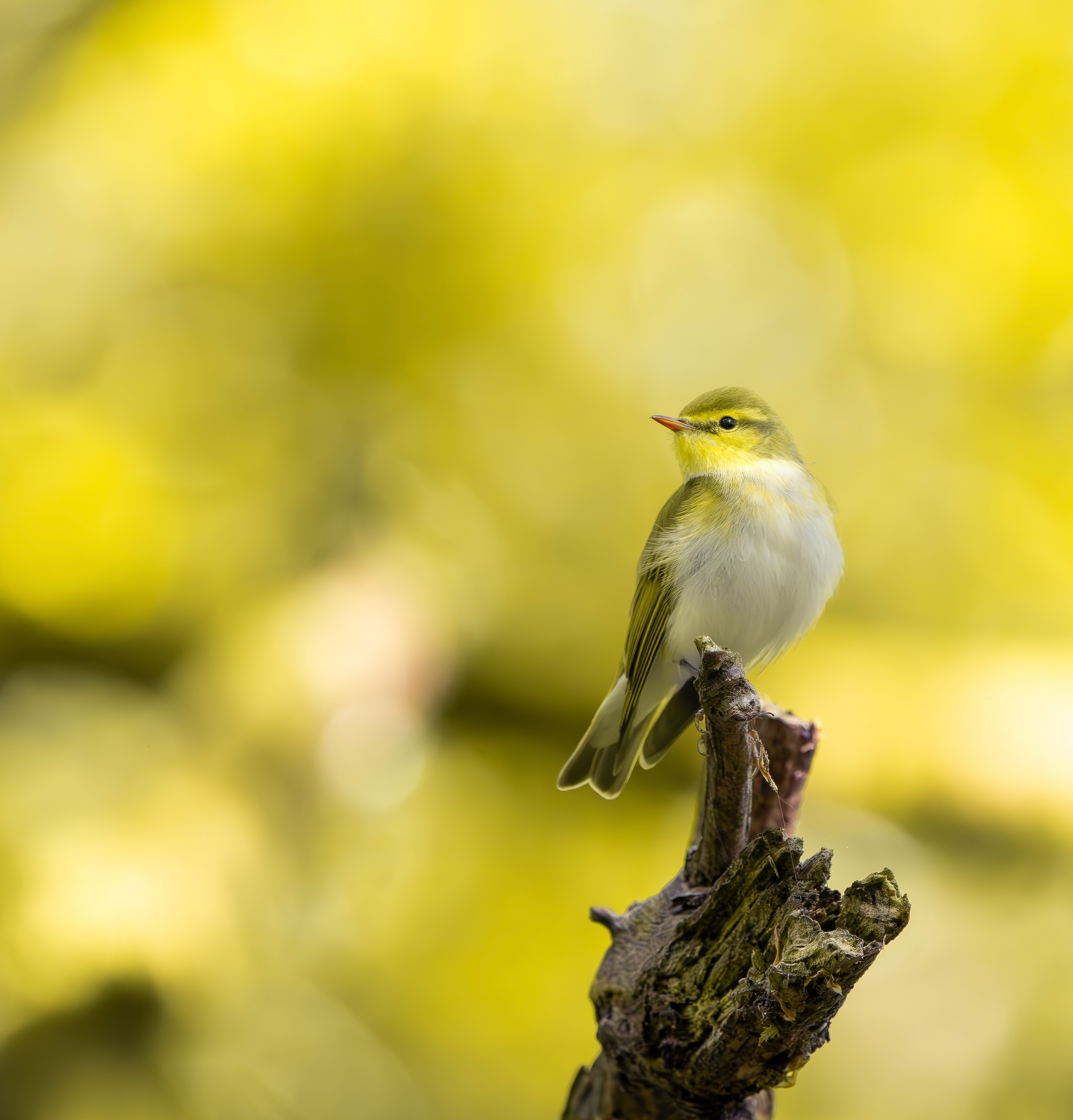 Wood Warbler, Peak District