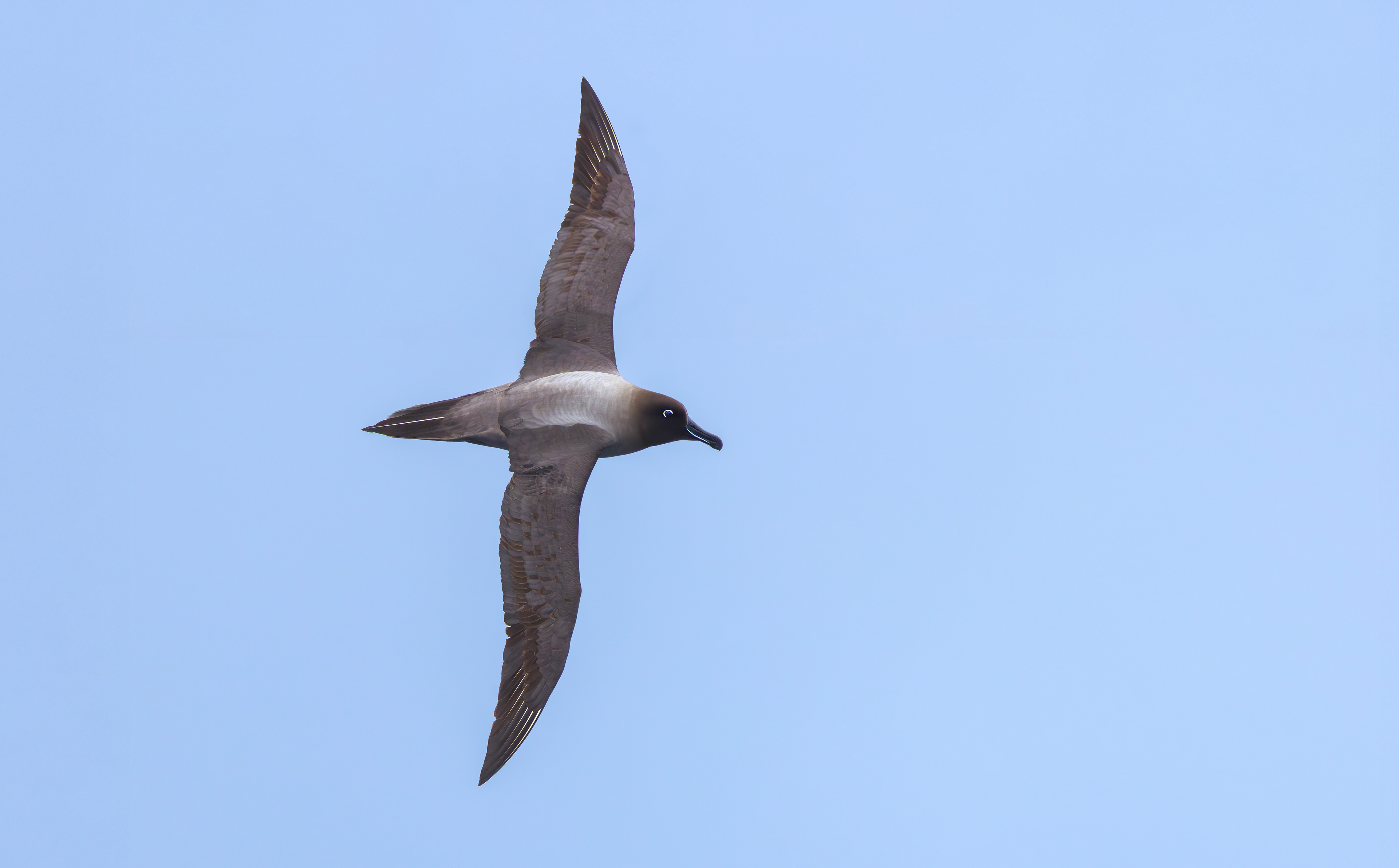 Light-mantled Albatross, Marion Island
