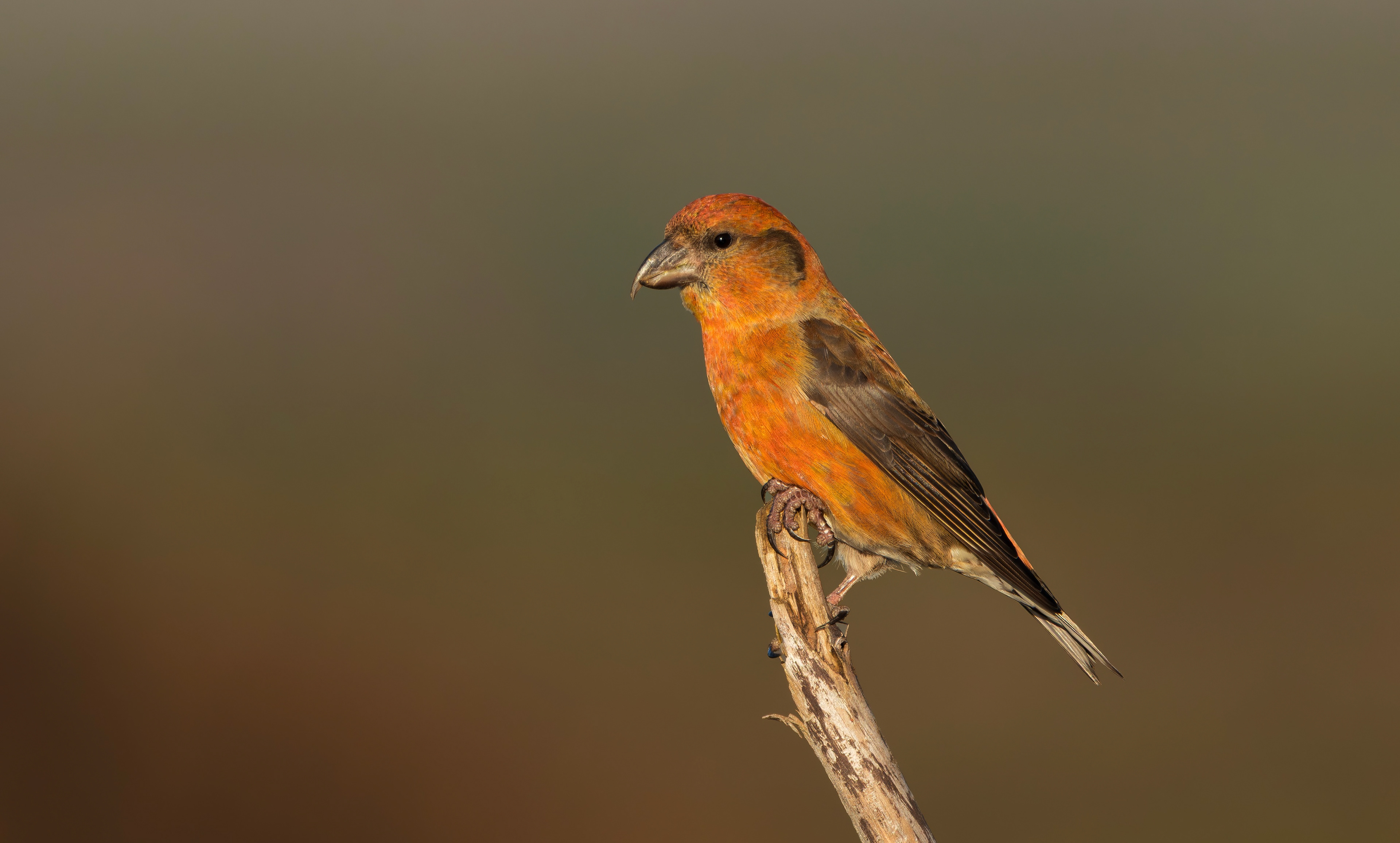 Common Crossbill, Nottinghamshire