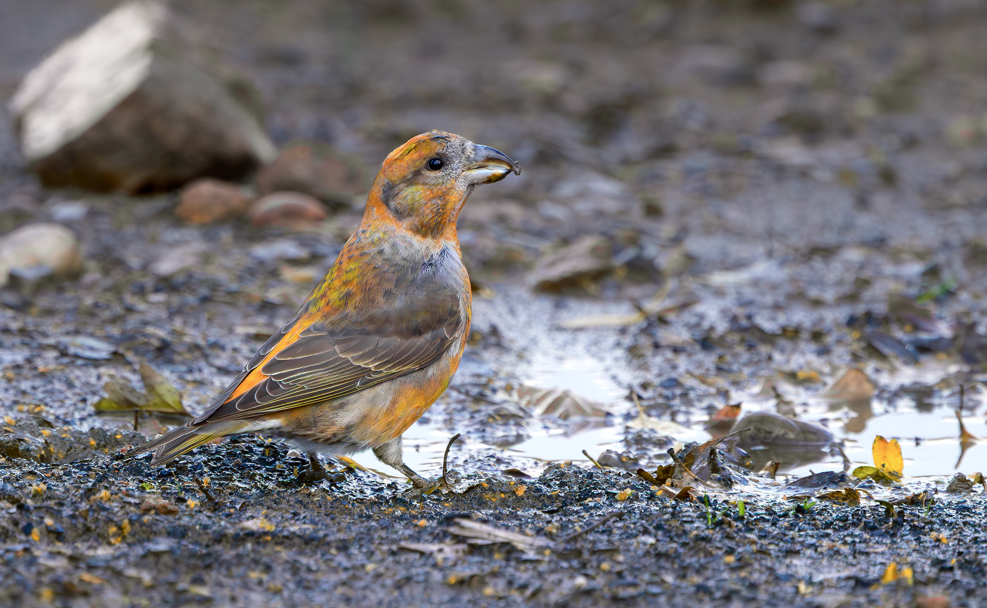 Common Crossbill, Nottinghamshire