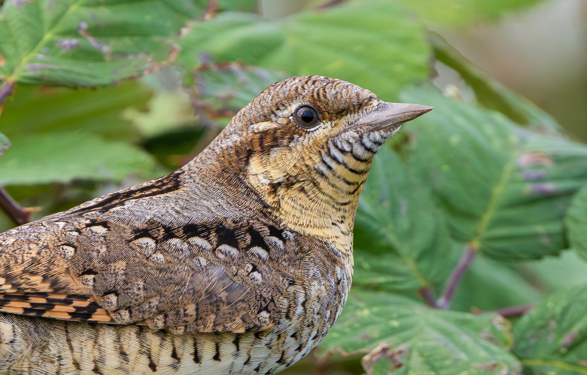 Wryneck, Freiston Shore RSPB, Lincolnshire