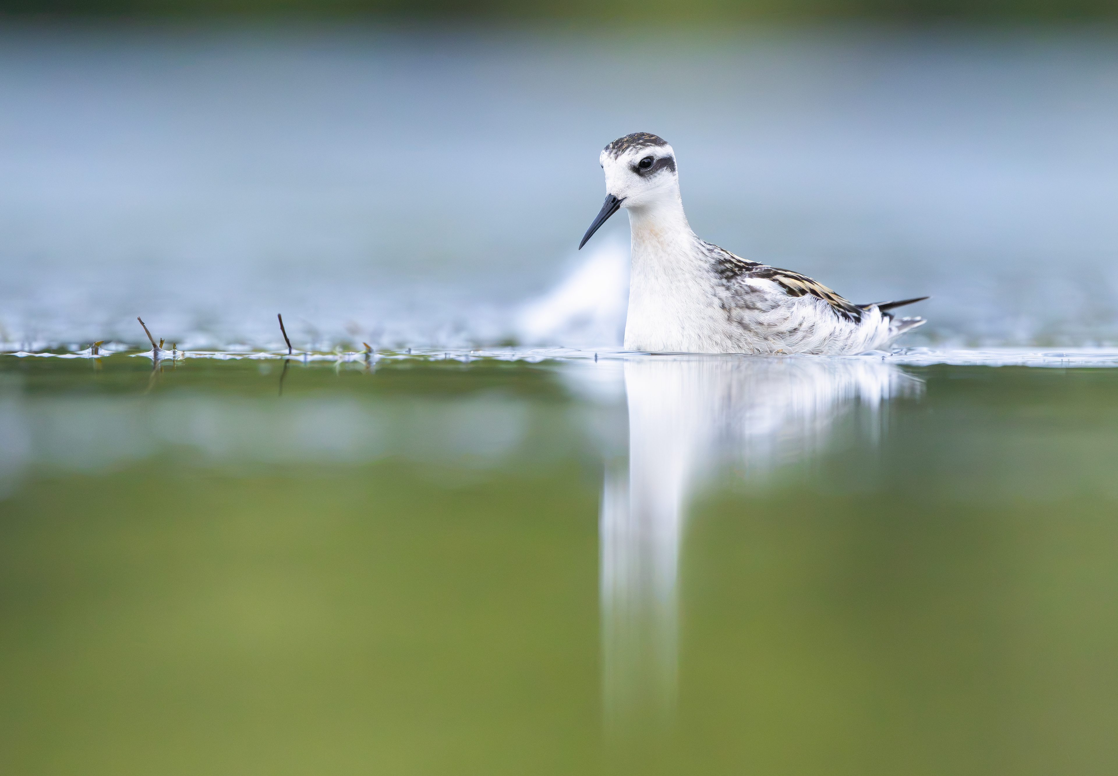 Red-necked Phalarope, Kingsbury Water Park, Warwickshire