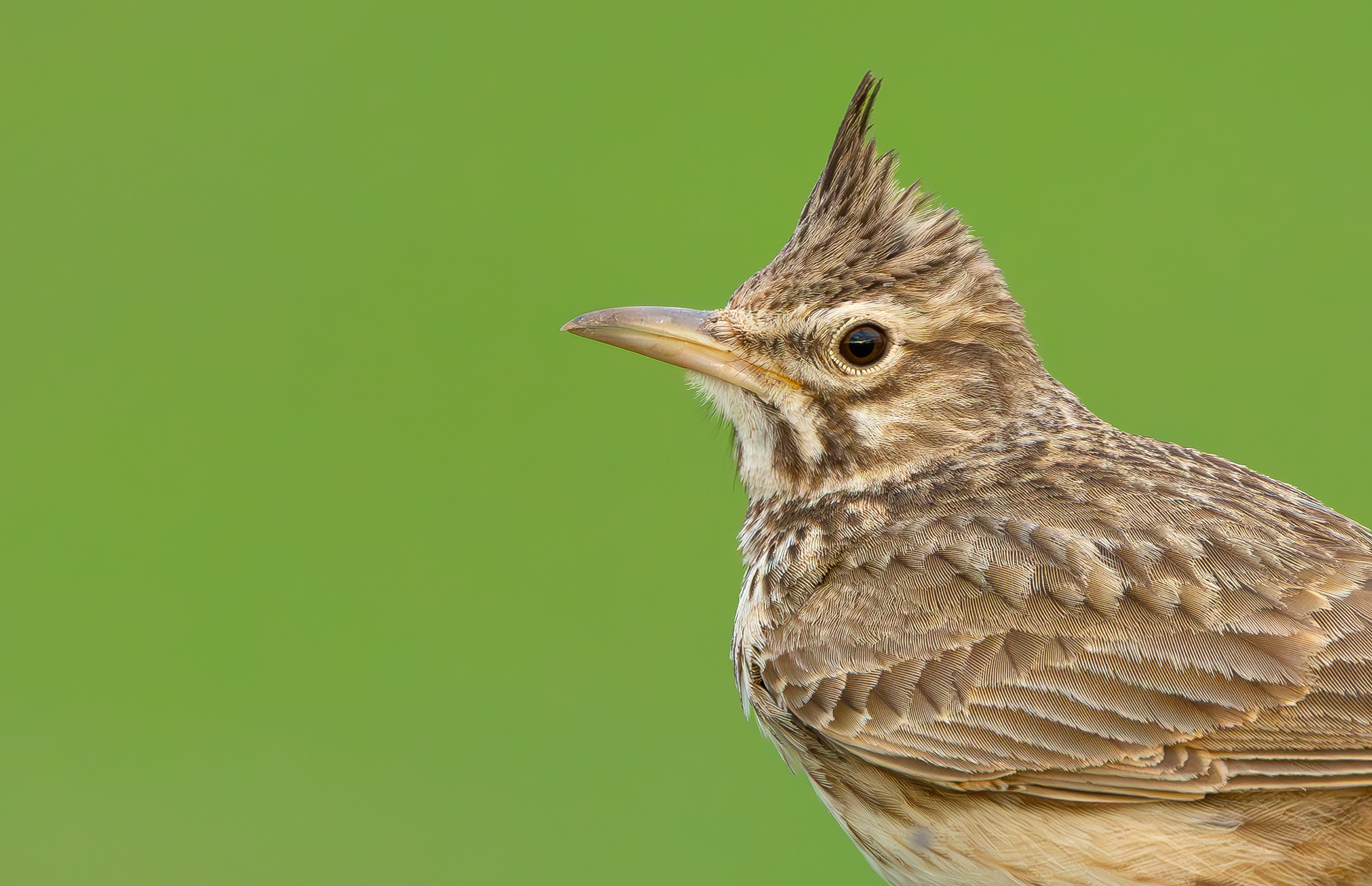 Crested Lark