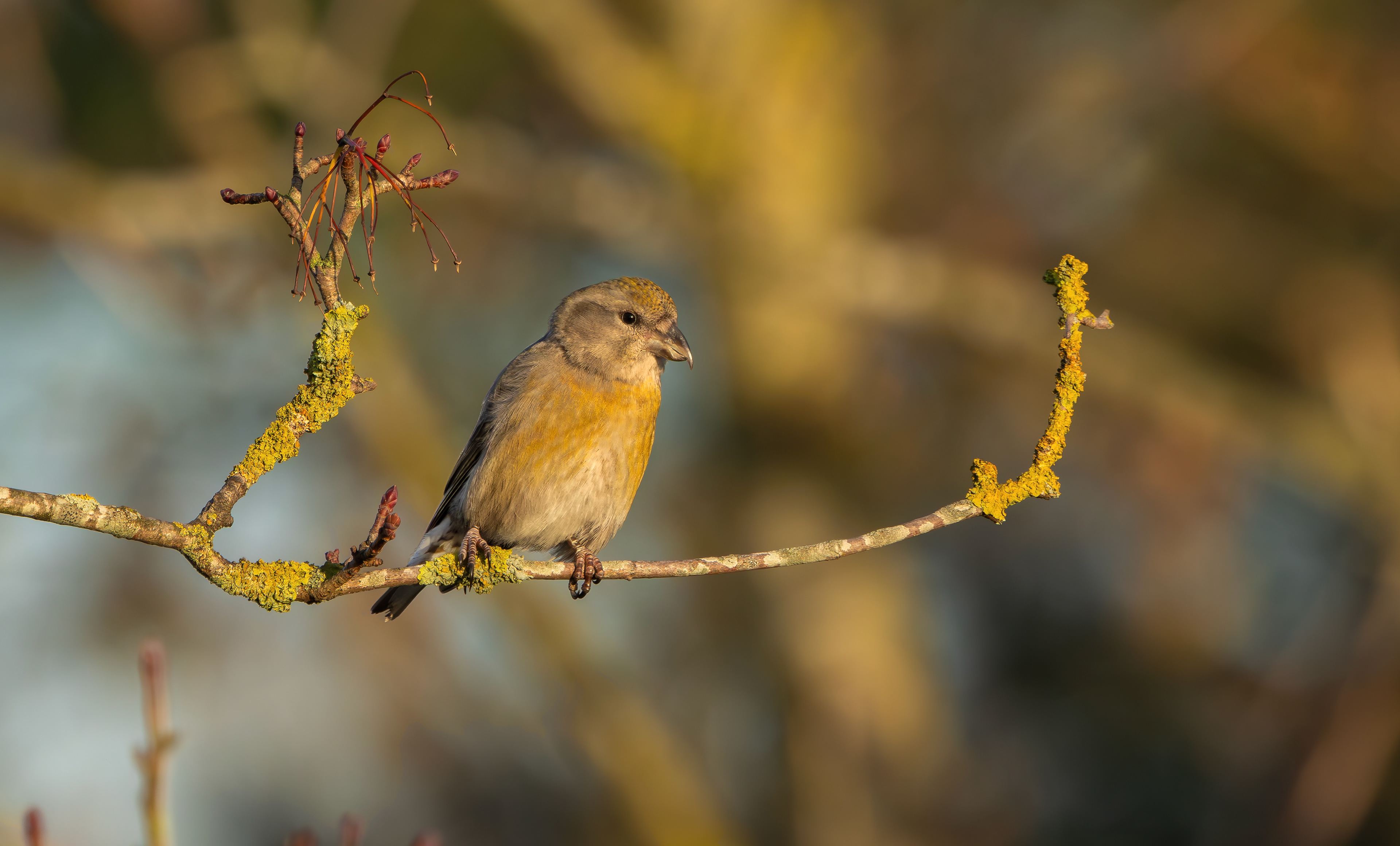 Common Crossbill, Nottinghamshire