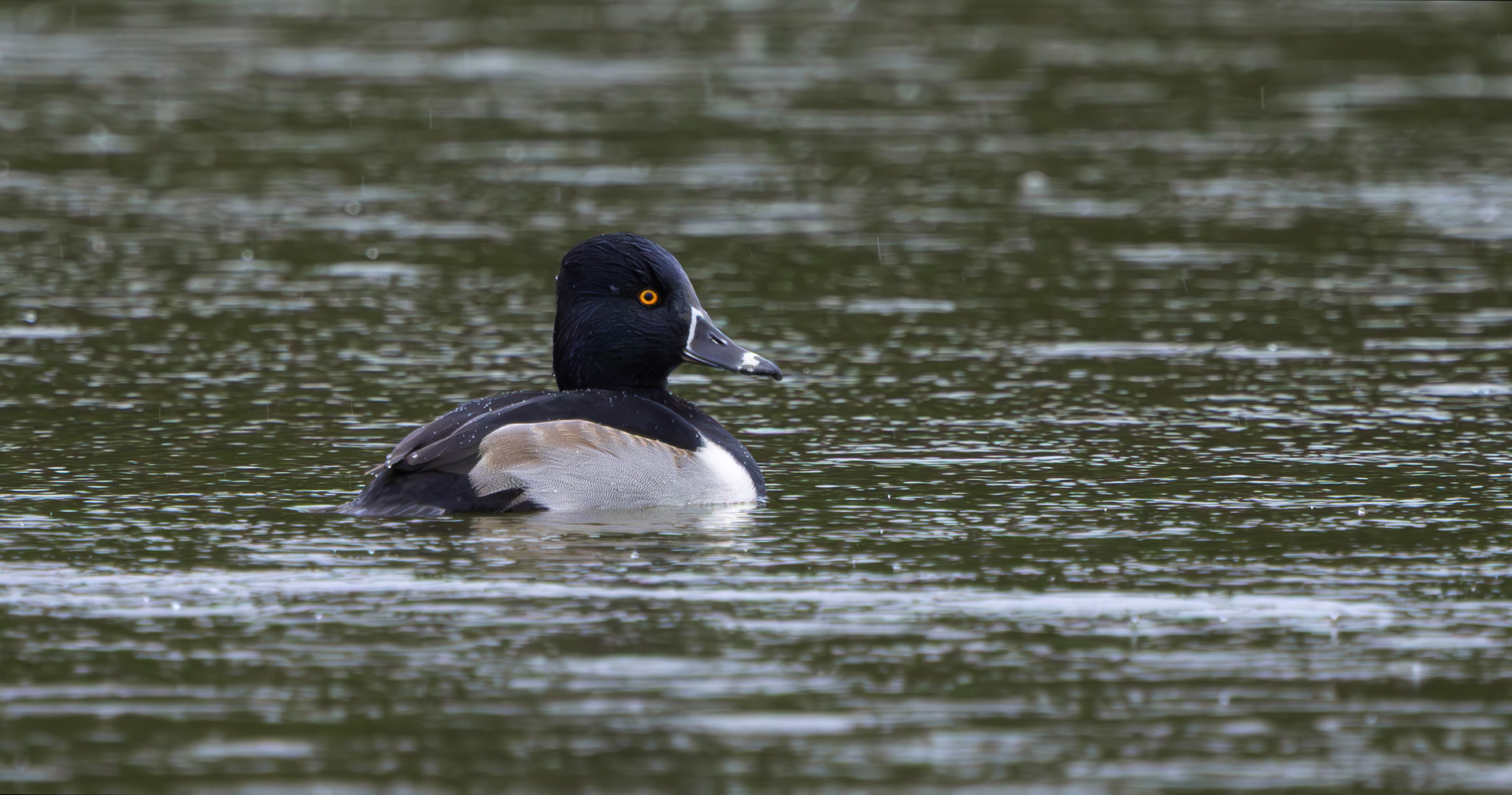 Ring-necked Duck, Shipley Country Park, Derbyshire