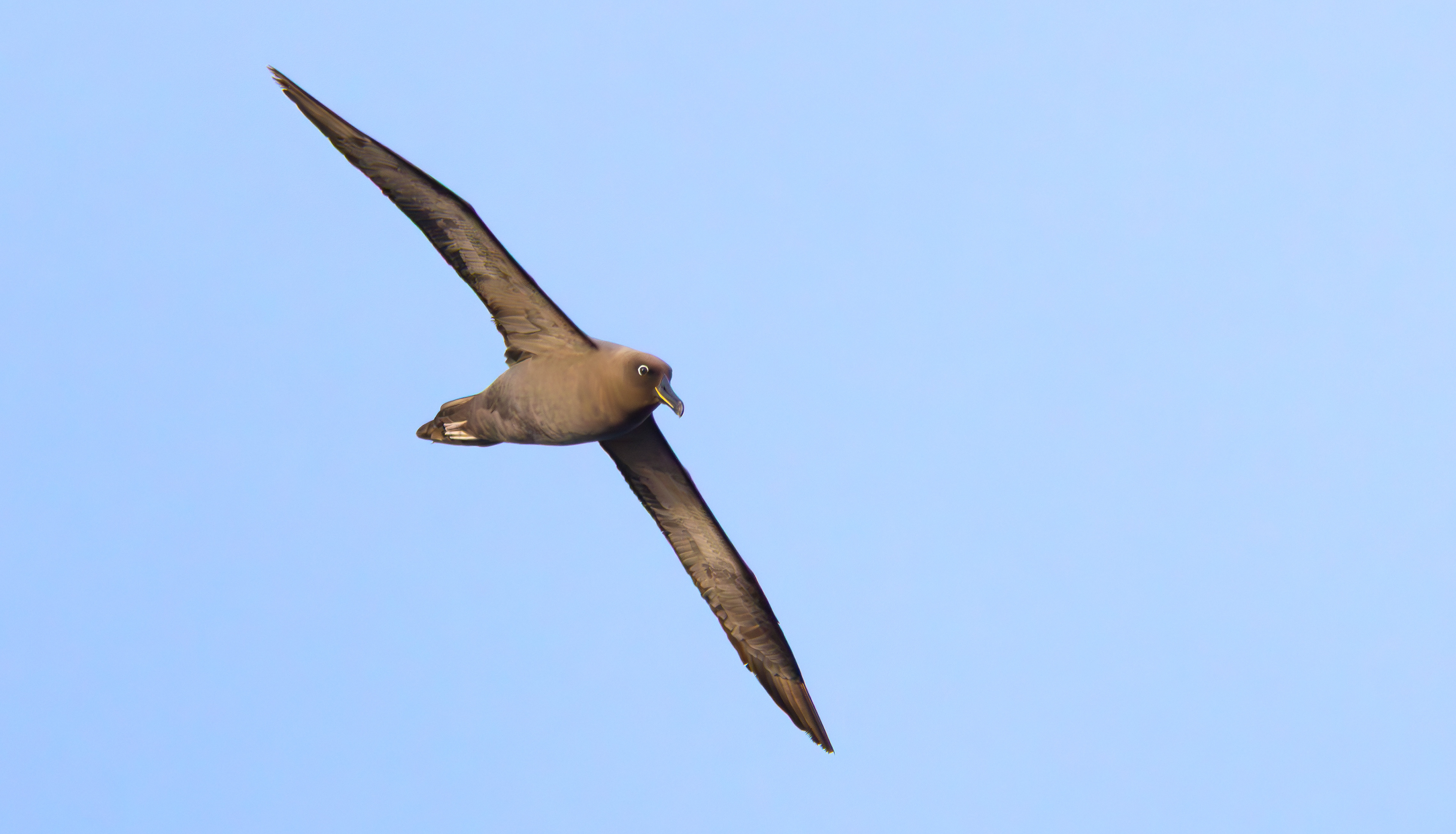 Sooty Albatross, Marion Island