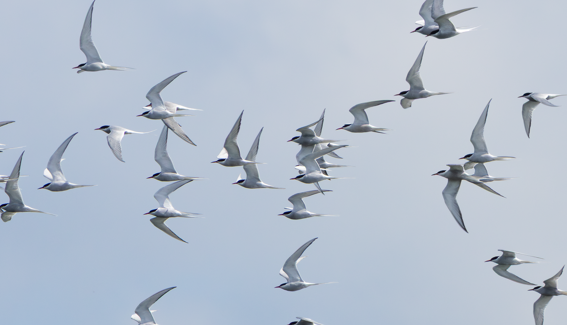 Arctic Tern, Attenborough NR, Nottinghamshire