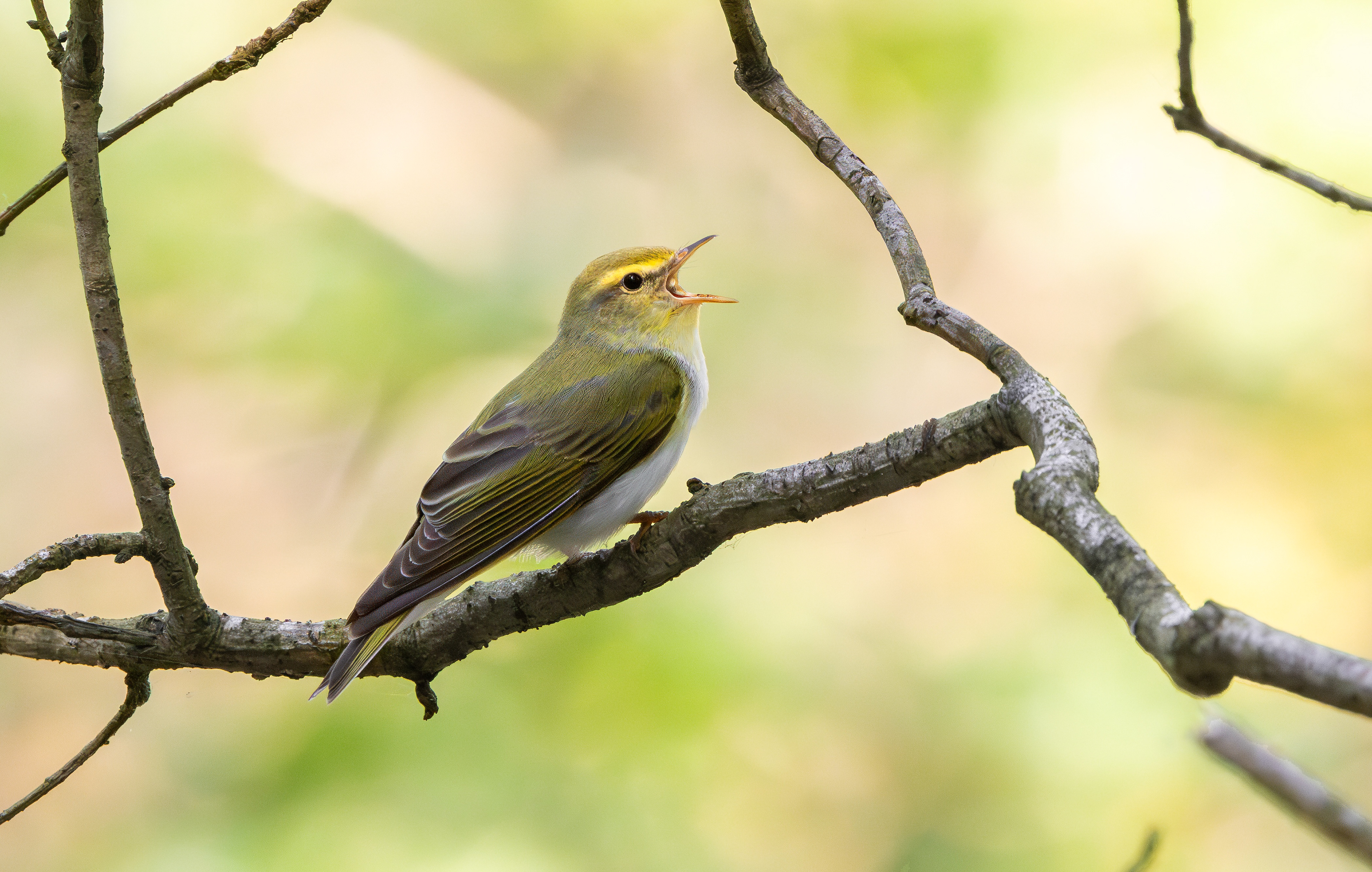 Wood Warbler, The Wreckin, Shropshire