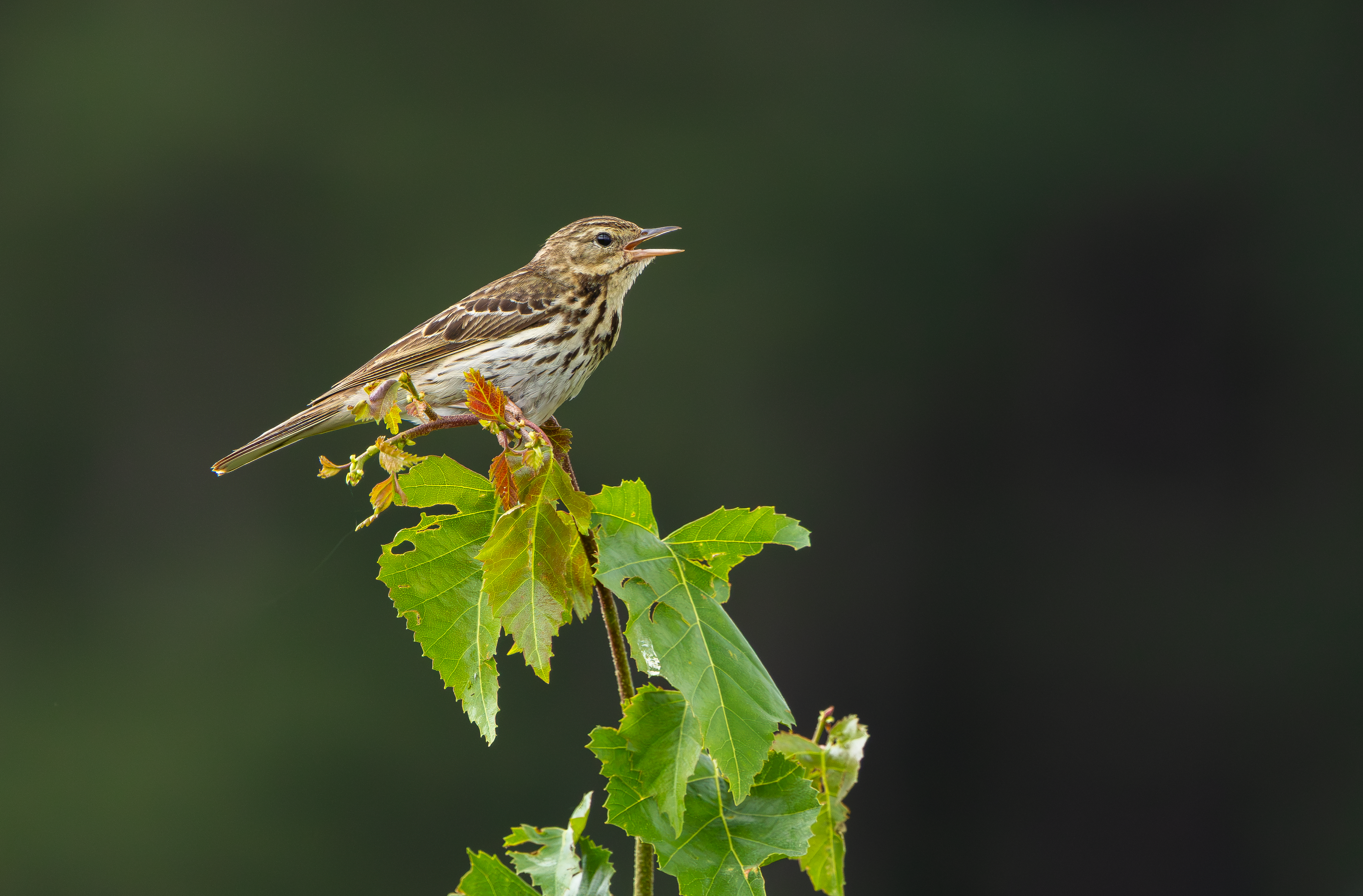 Tree Pipit, Nottinghamshire