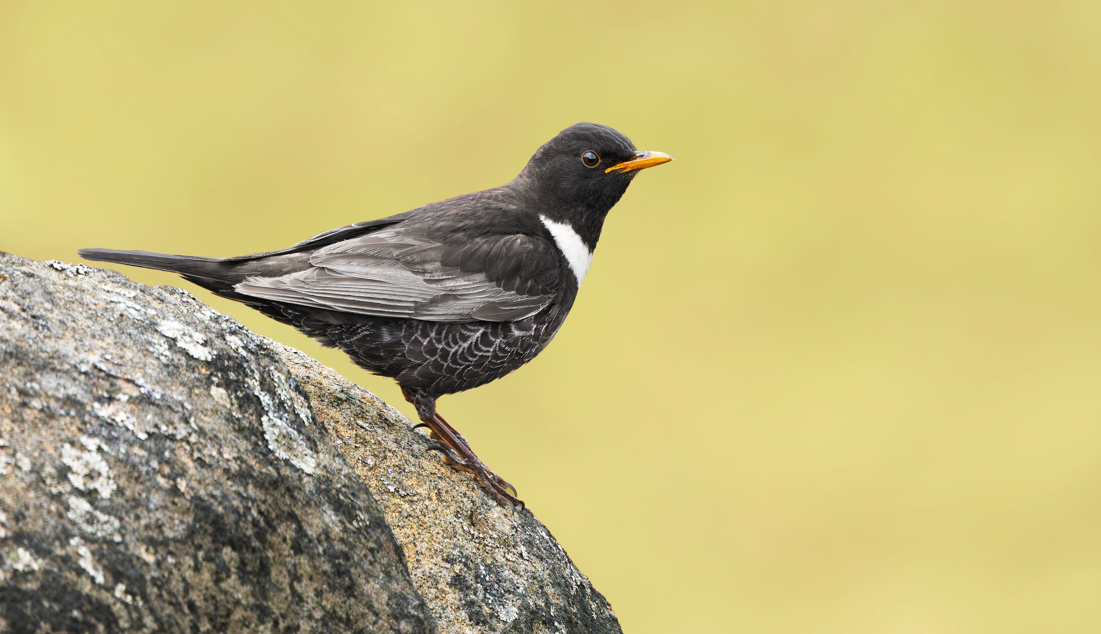 Ring Ouzel, Peak District