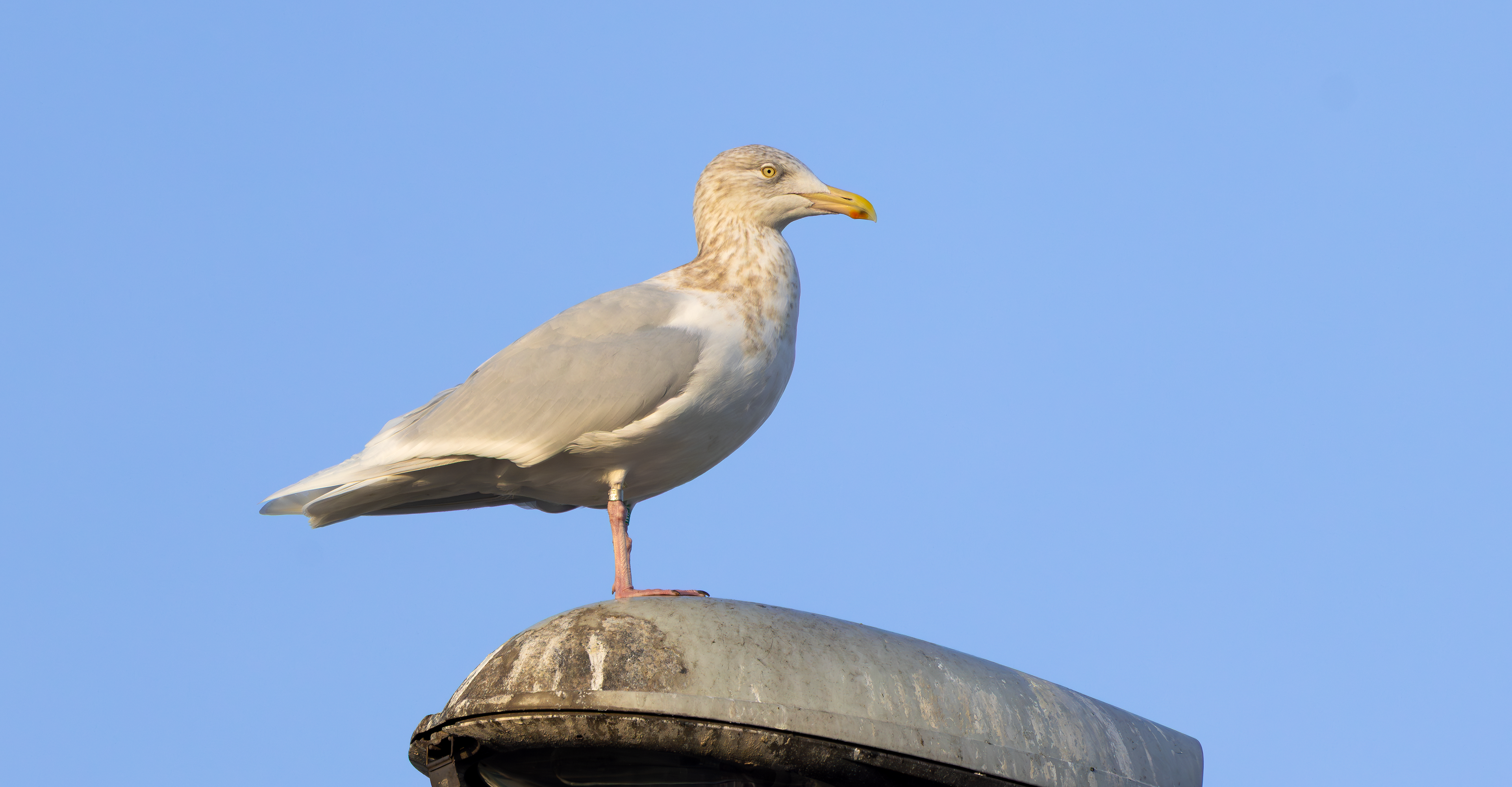 Glaucous Gull, Beverwijk