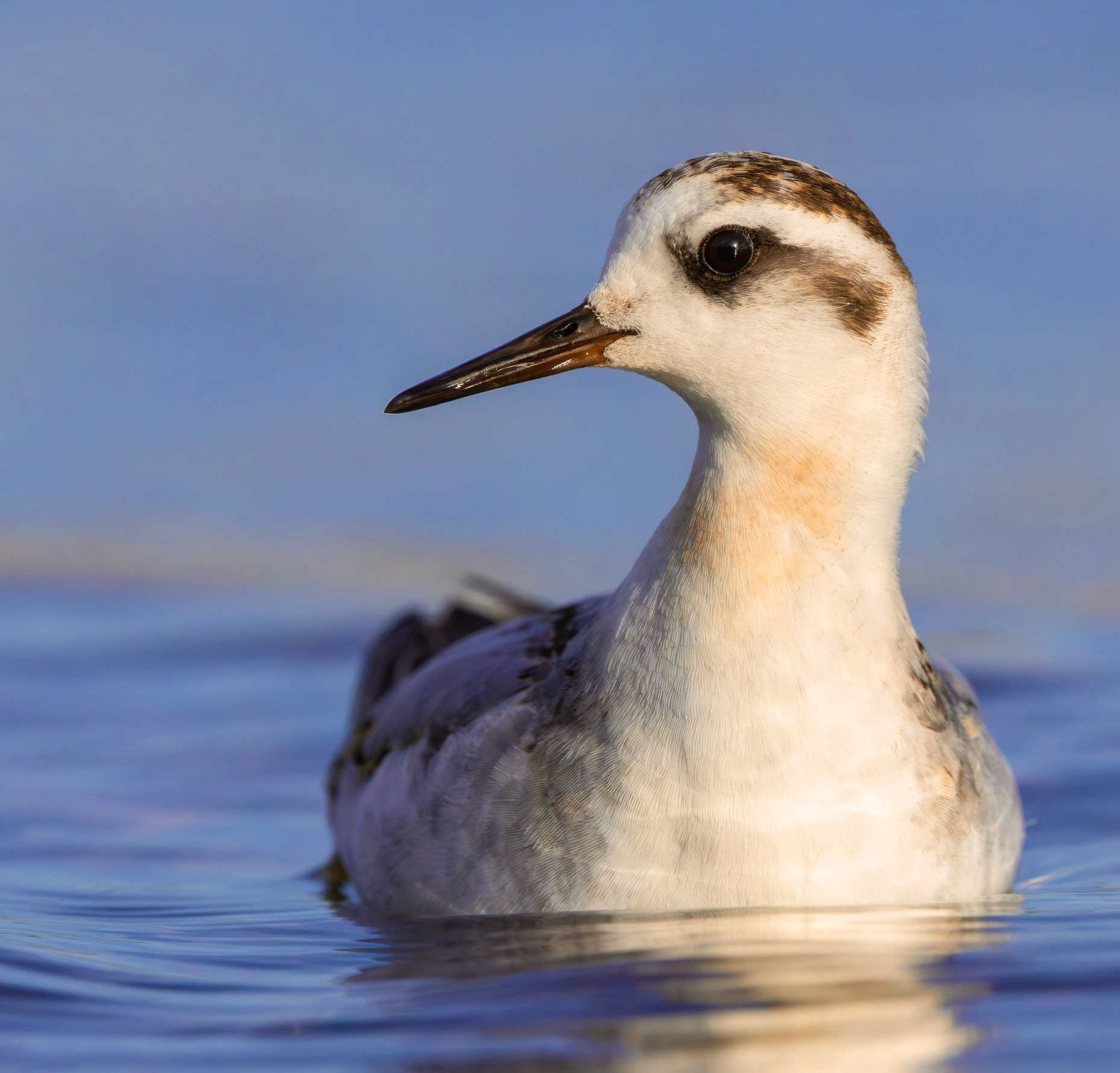 Grey Phalarope, Rutland Water, Leicestershire & Rutland