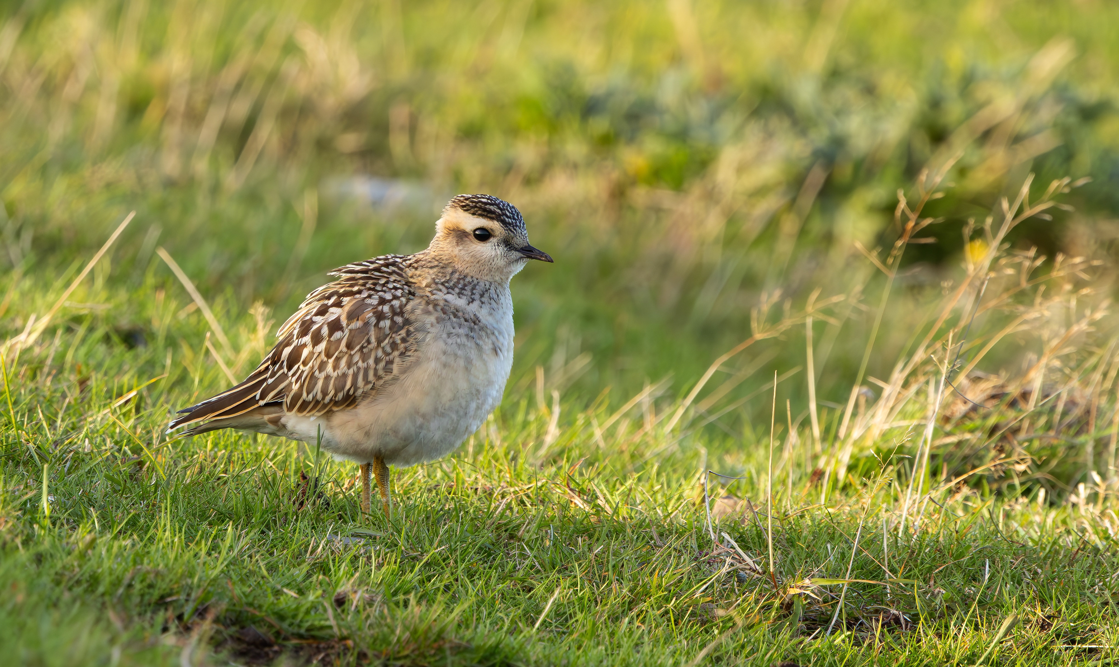 Eurasian Dotterel, Burbage Moor, South Yorkshire