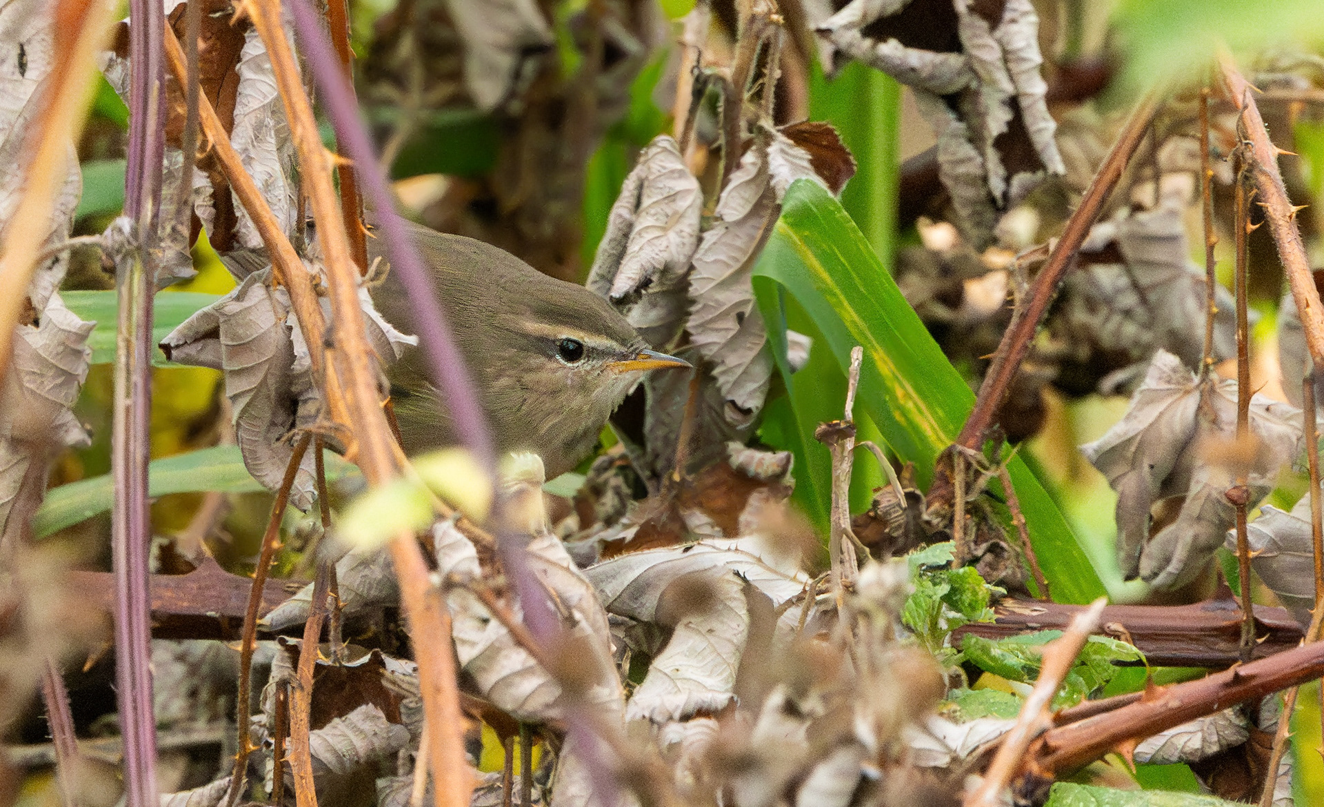 Dusky Warbler, Aylestone Meadows, Leicestershire