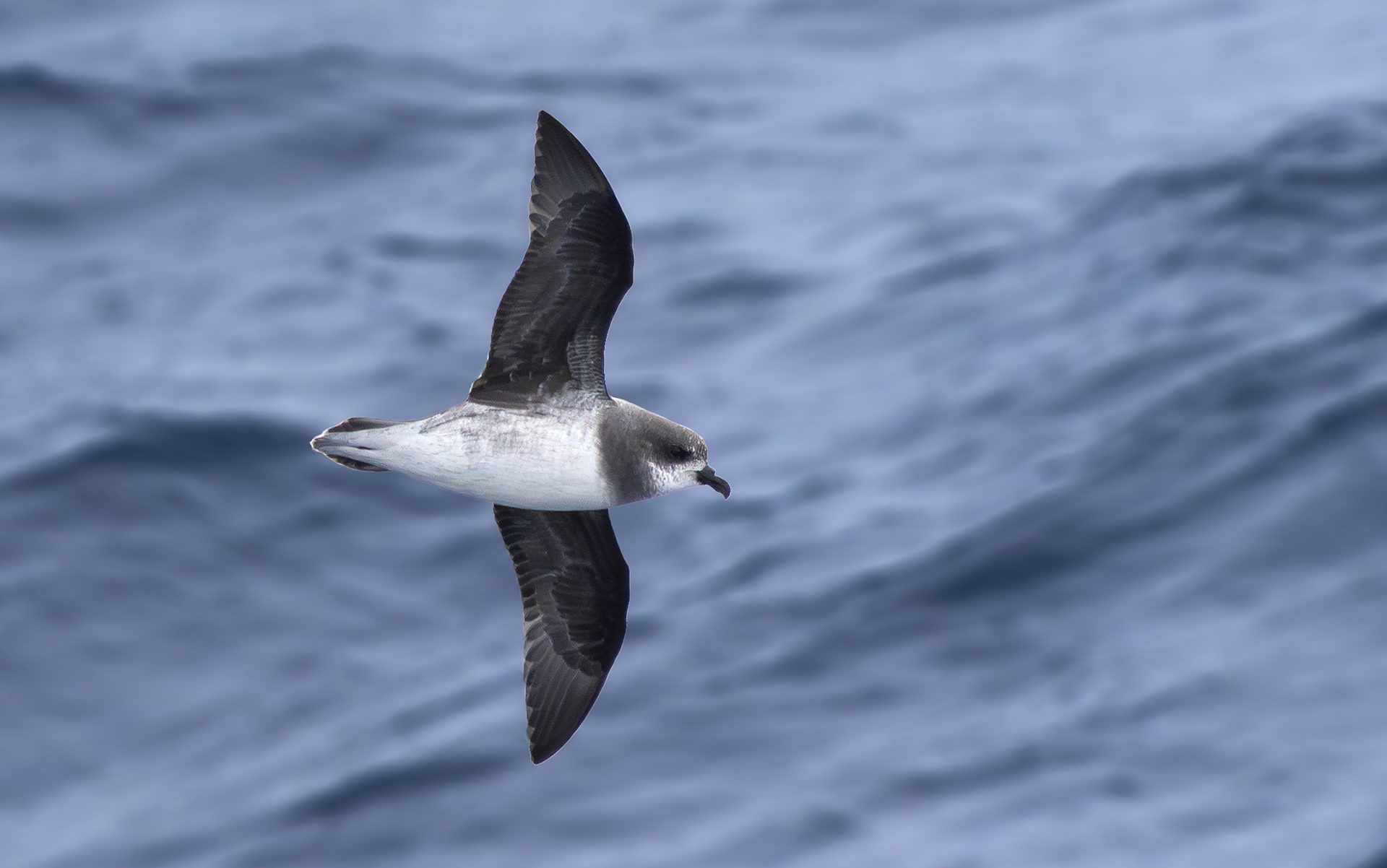Soft-plumaged Petrel