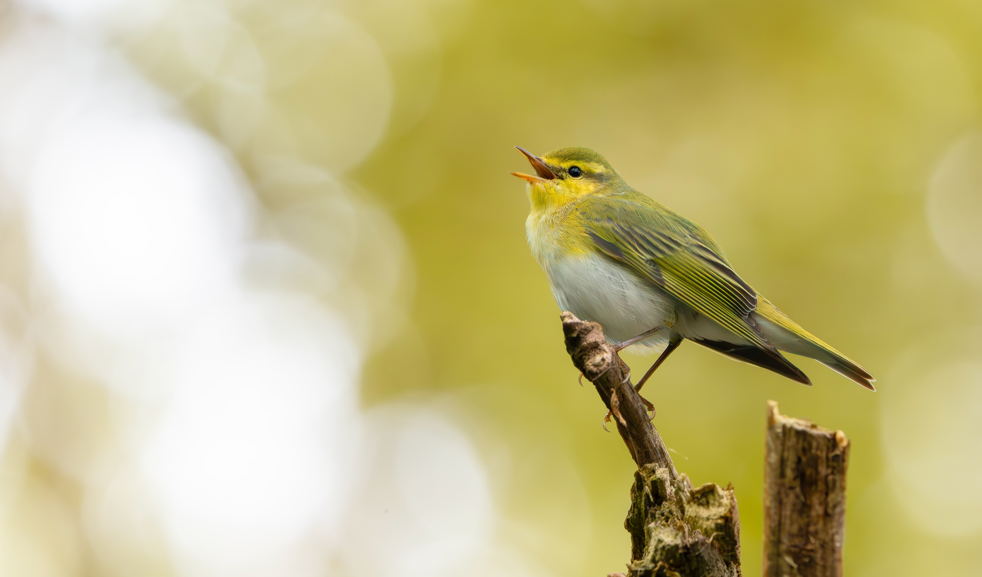 Wood Warbler, Peak District